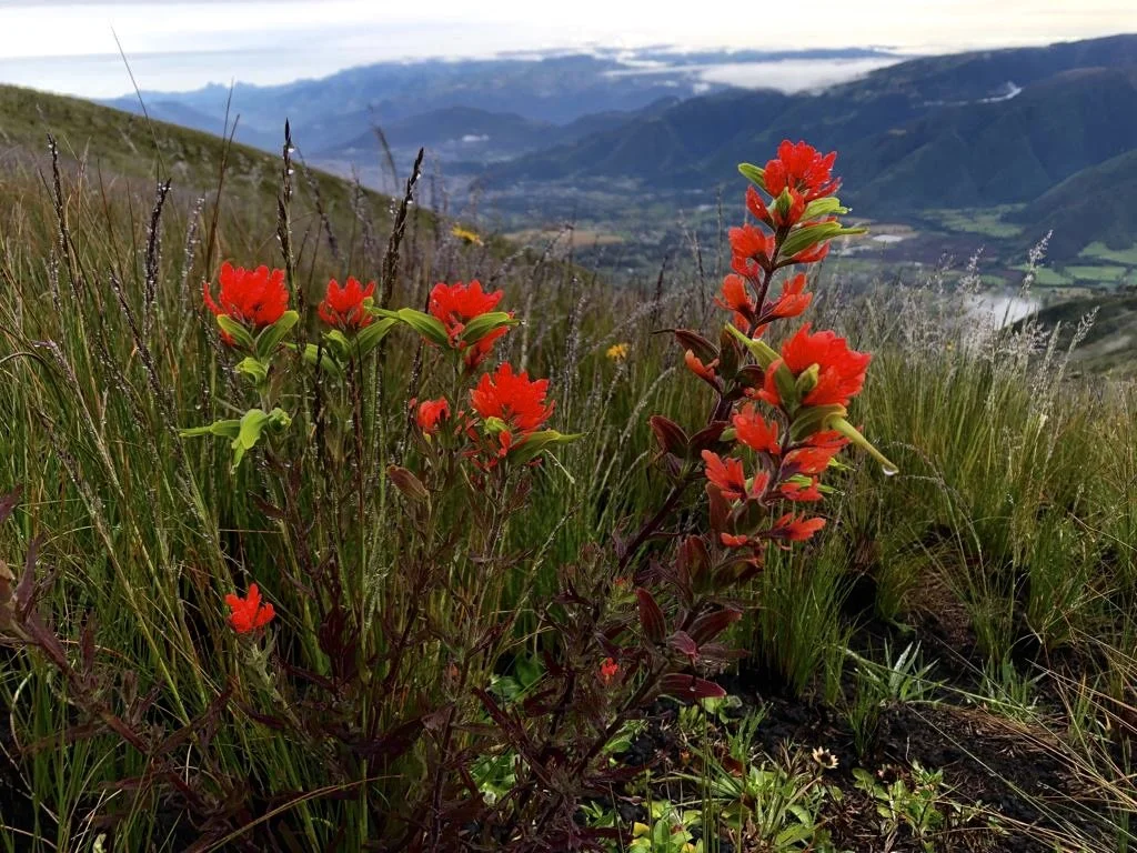 Red wildflowers in a grassy mountain landscape with distant hills and cloudy sky.