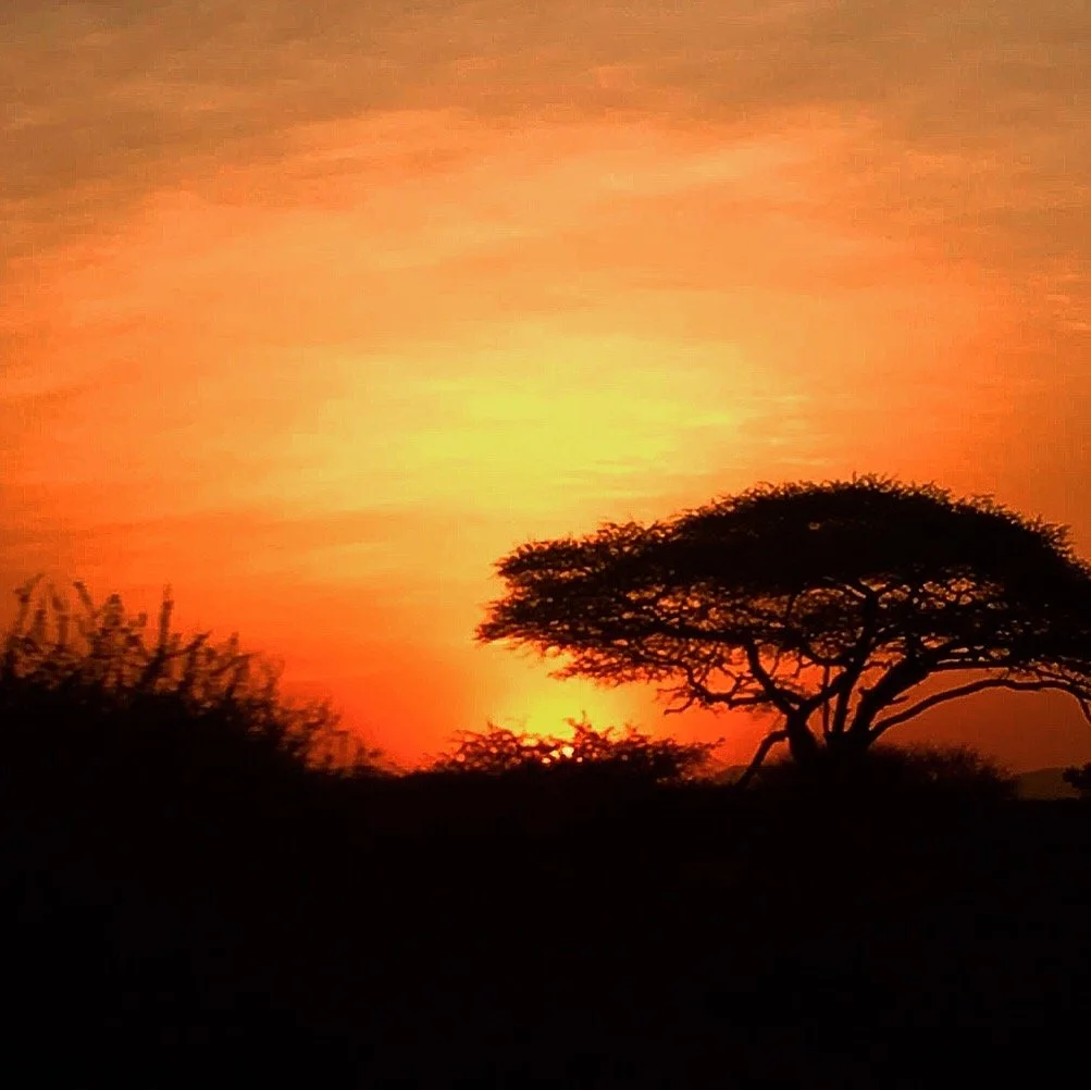 Sunset over a landscape with silhouetted trees, featuring an orange and yellow sky.