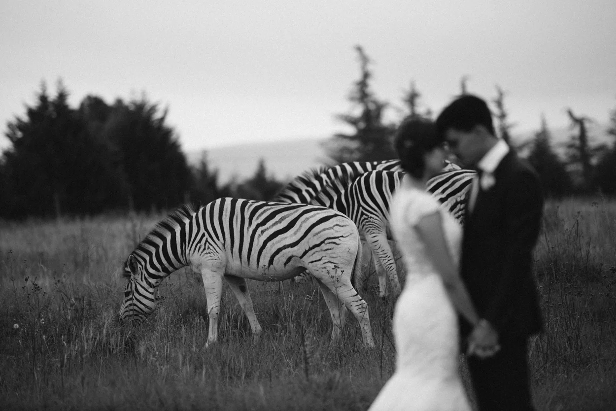 Jena & Taraz - Zebras-1.jpg