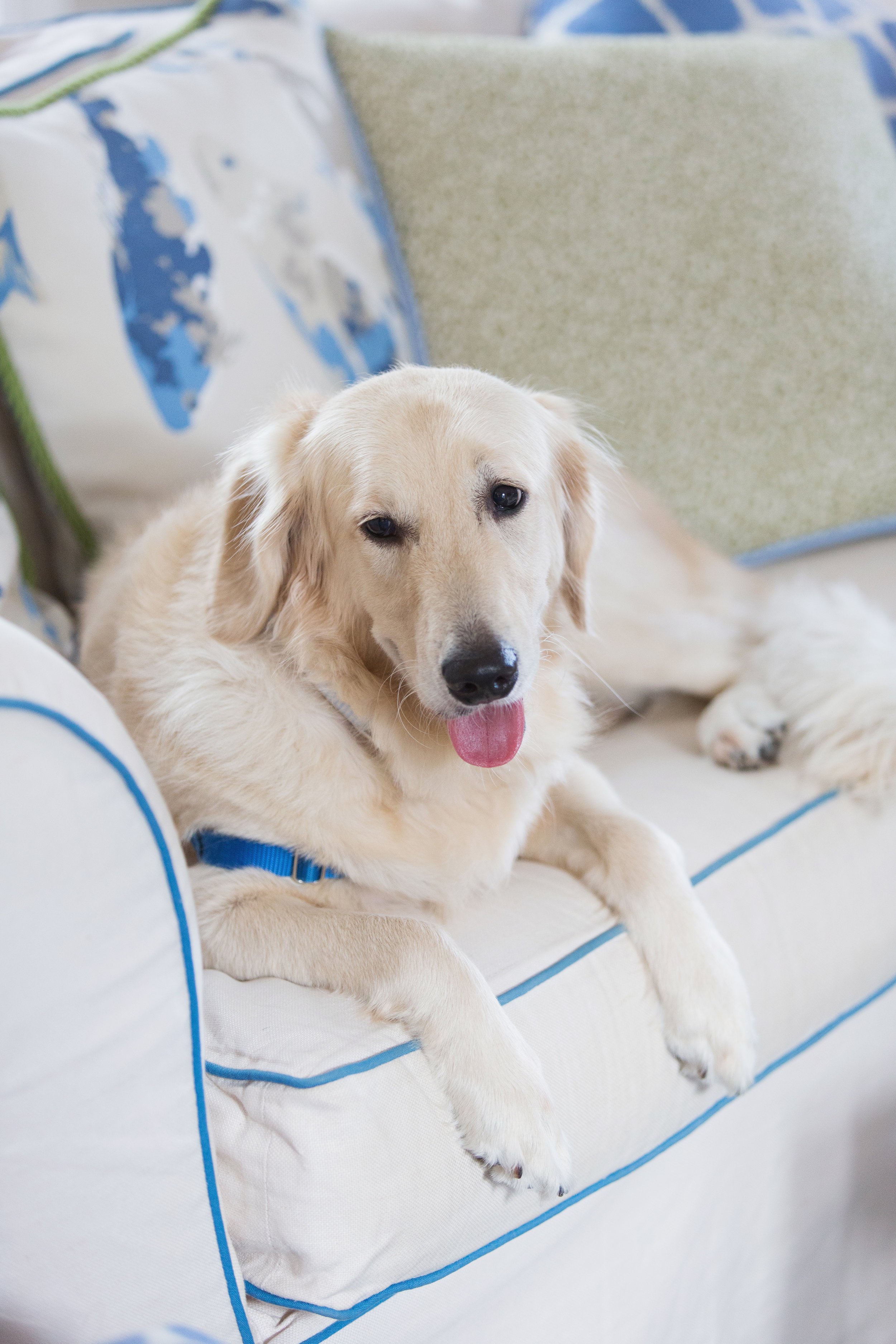 pet-friendly-living-room-furniture