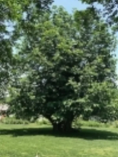 A Walk in the Park