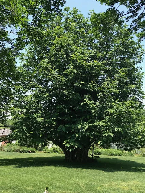 Tree.jpg