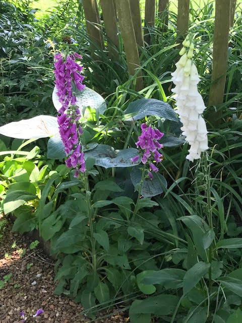 Flowers.jpg