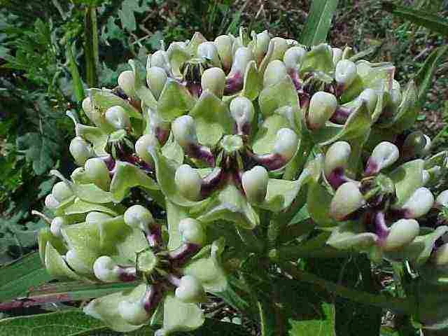 Asclepias asperula