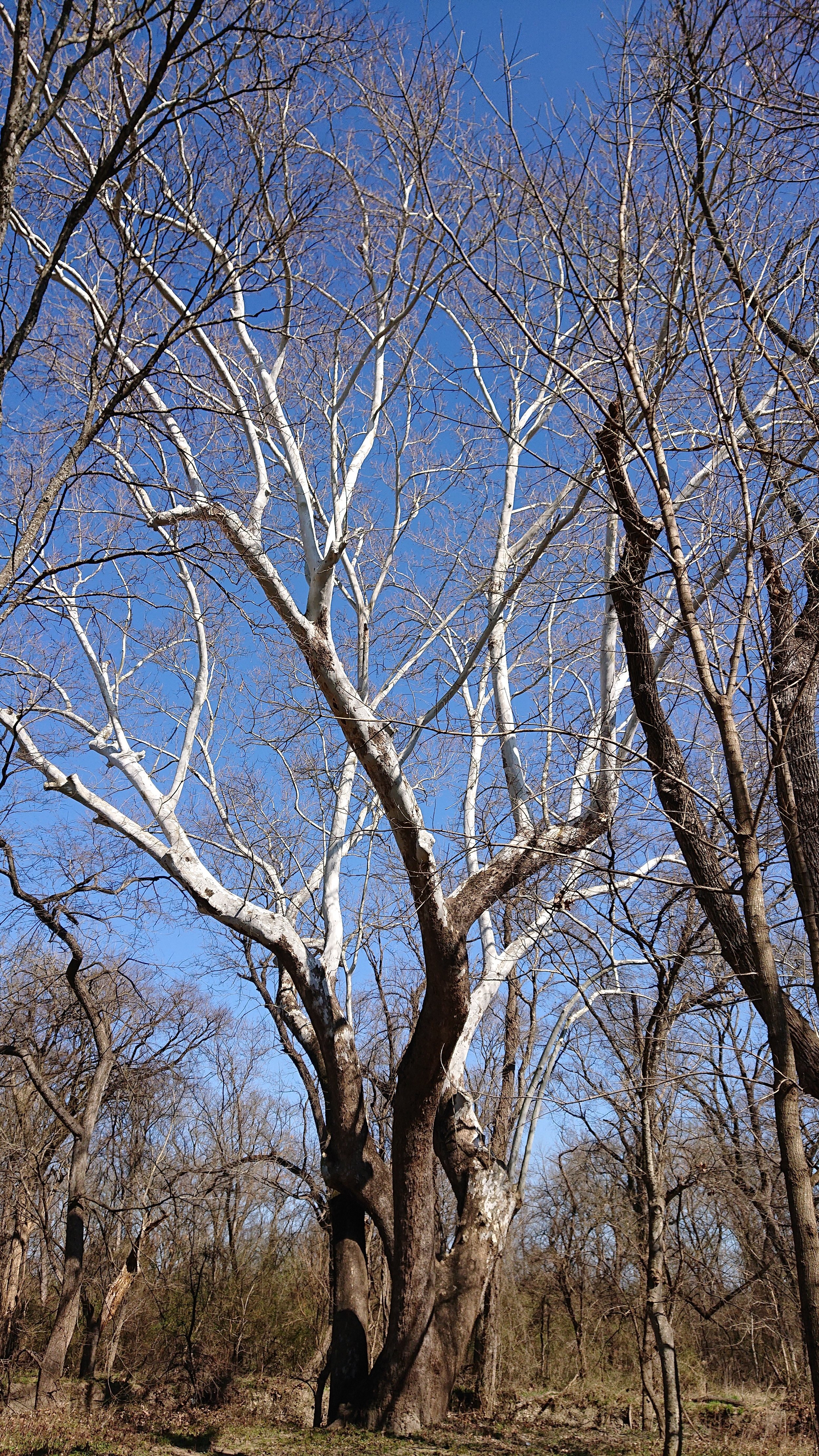 View the second largest Sycamore tree in Texas, which grows on the Trinity Trail.