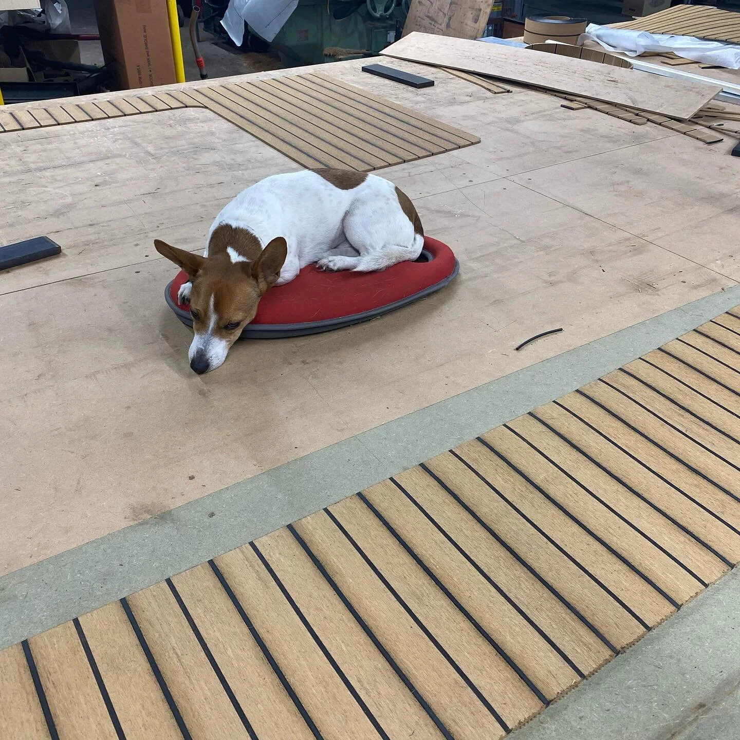 @flexiteek_uk Haley&rsquo;s got the Monday morning feeling 🤣#rofixrestoration #flexiteek2g #tireddog #mondaymorning #jackrussellterrier