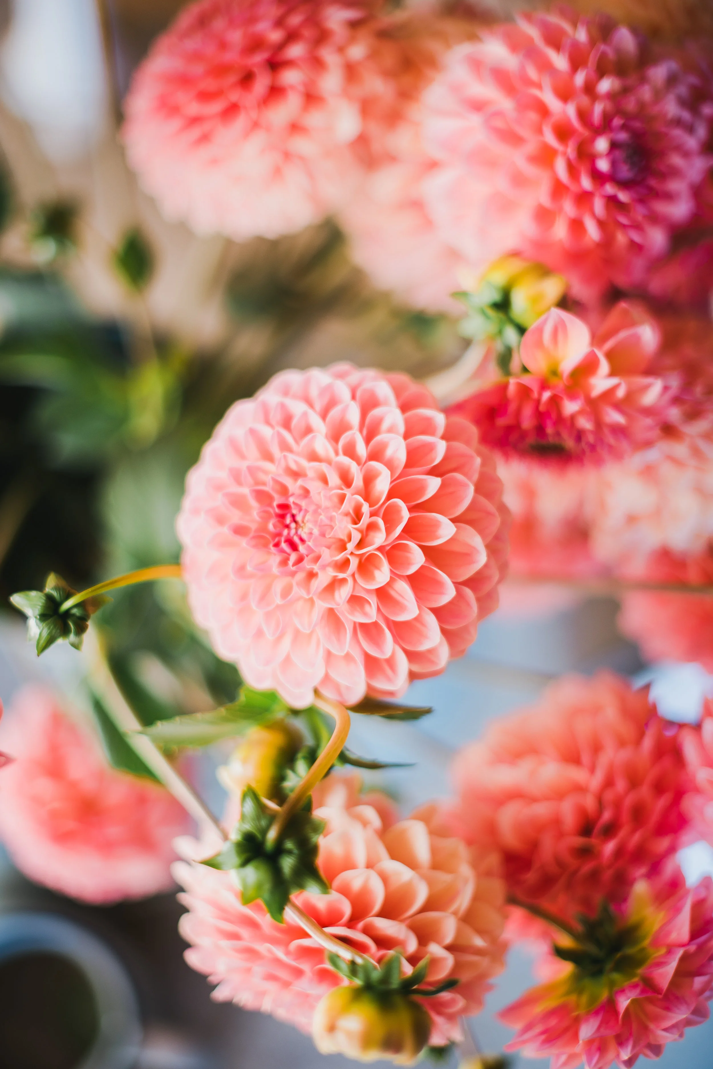 KitchenFarmAnniversary-84.jpg