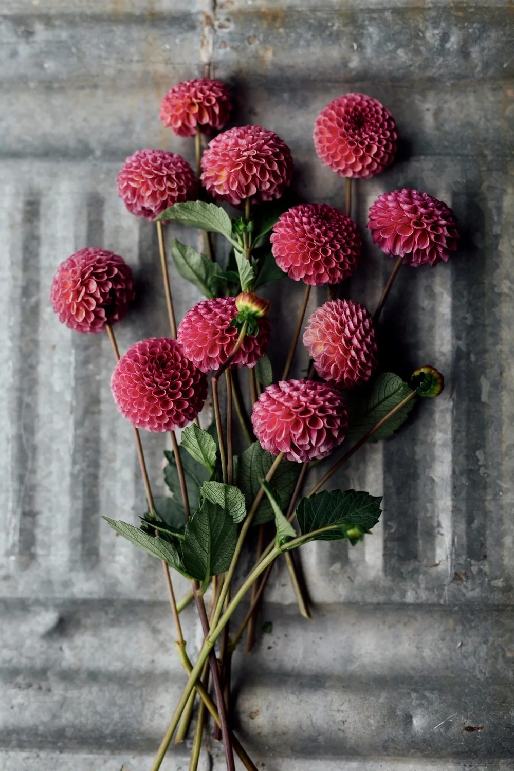 KOKO PUFF — Twig and Vine