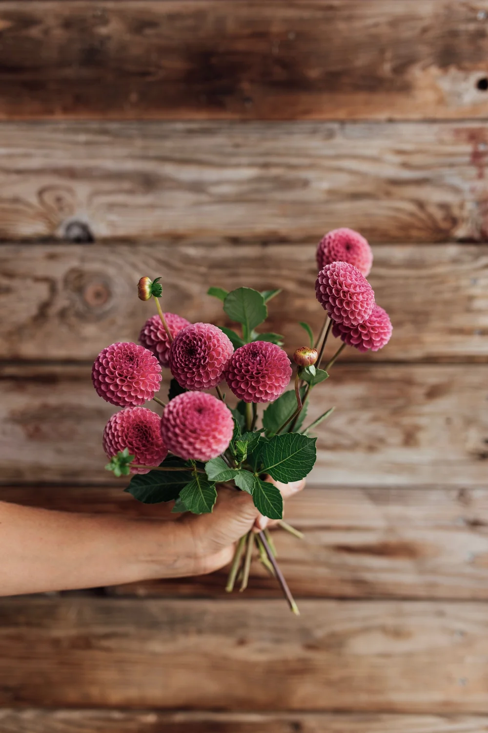 KOKO PUFF — Twig and Vine