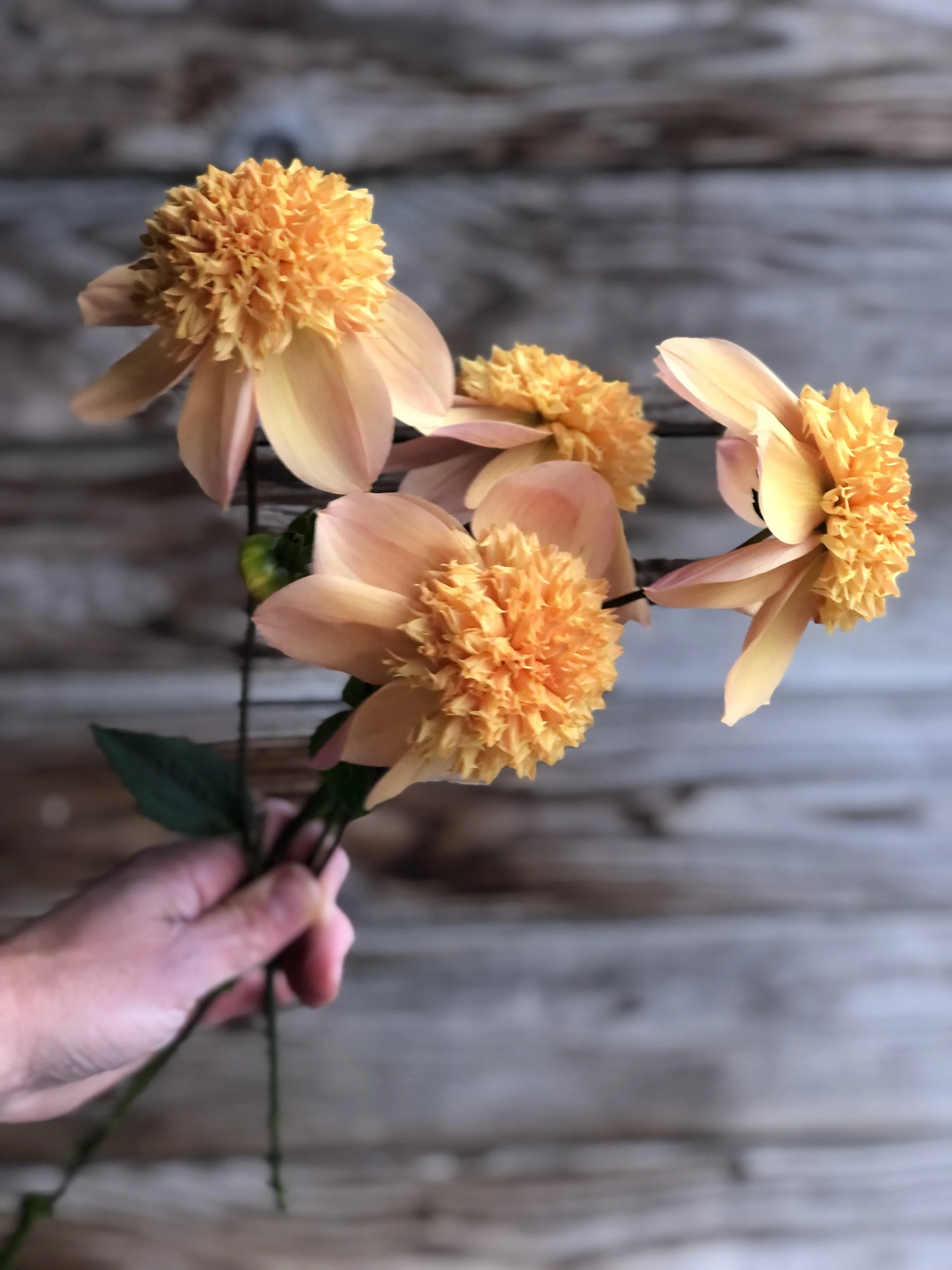 Sandia Brocade bunch.jpg