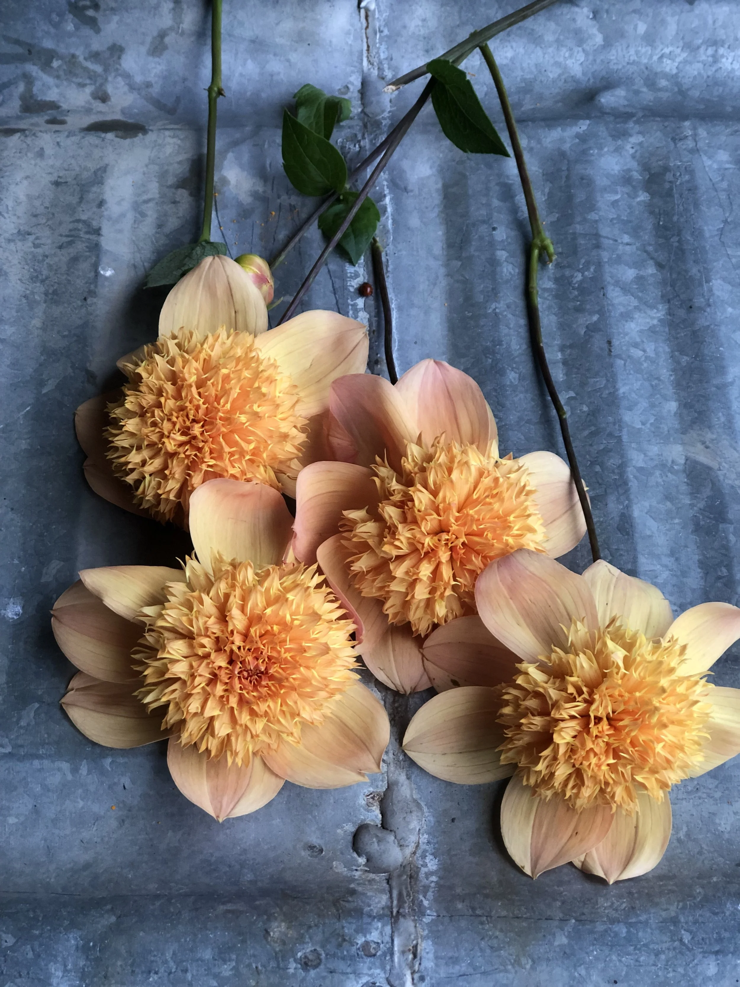 Sandia Brocade flat.jpg