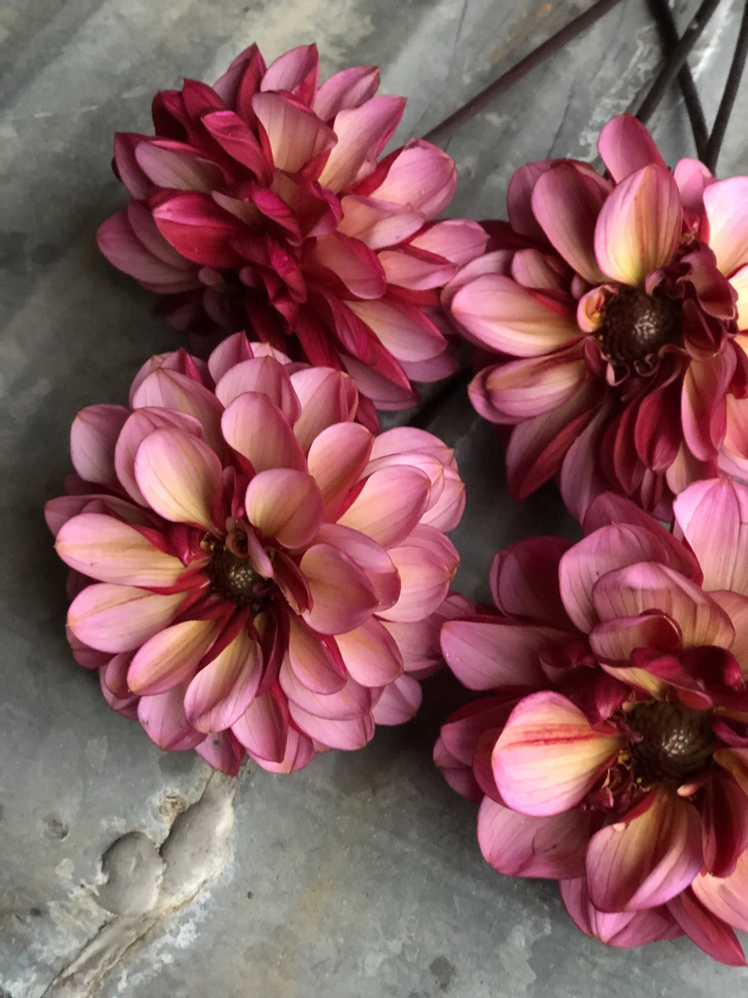 Senior's Hope, flat lay.jpg