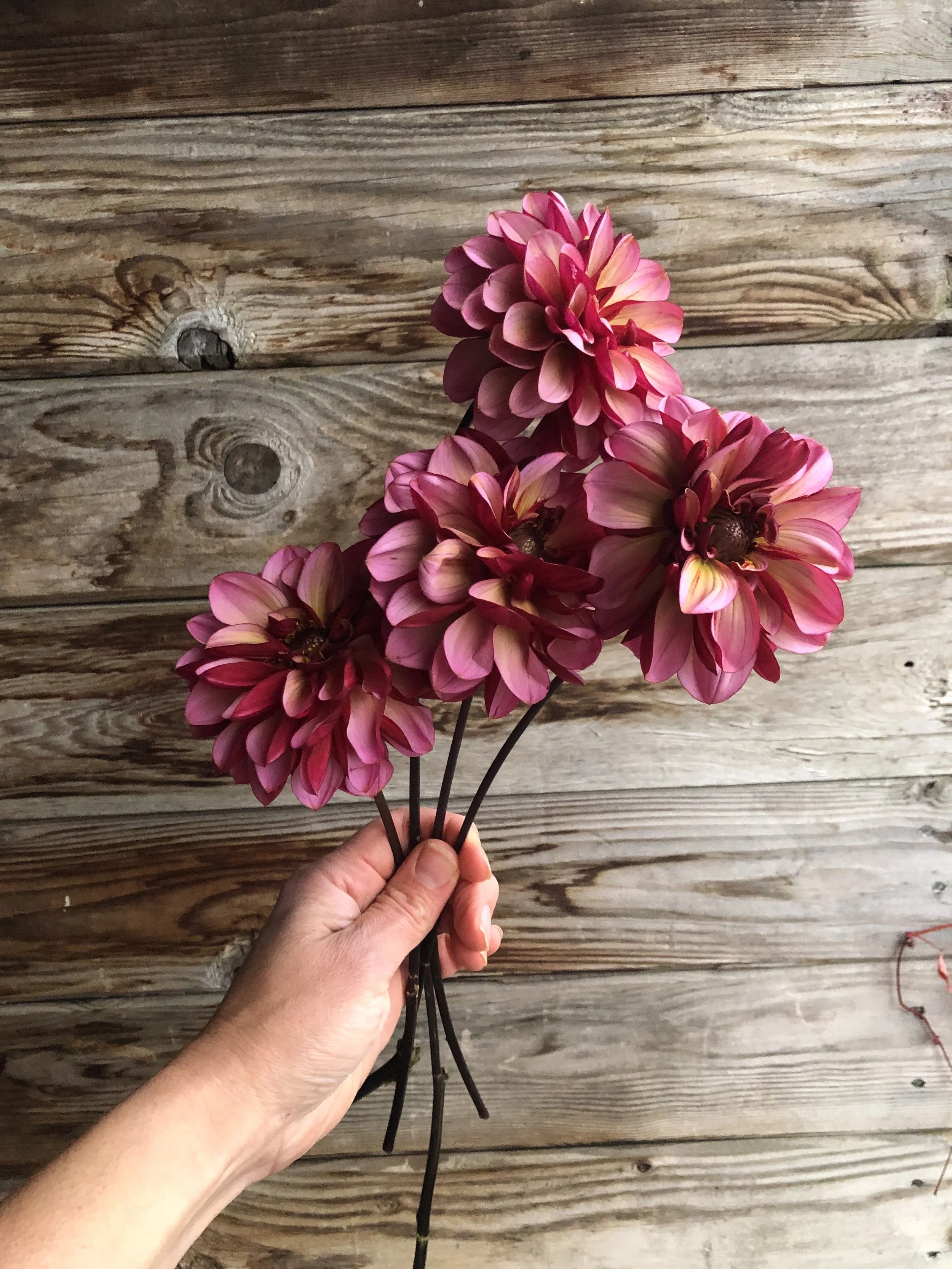 Senior's Hope handful.jpg