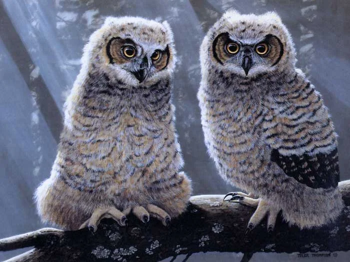 out-on-a-limb.jpg