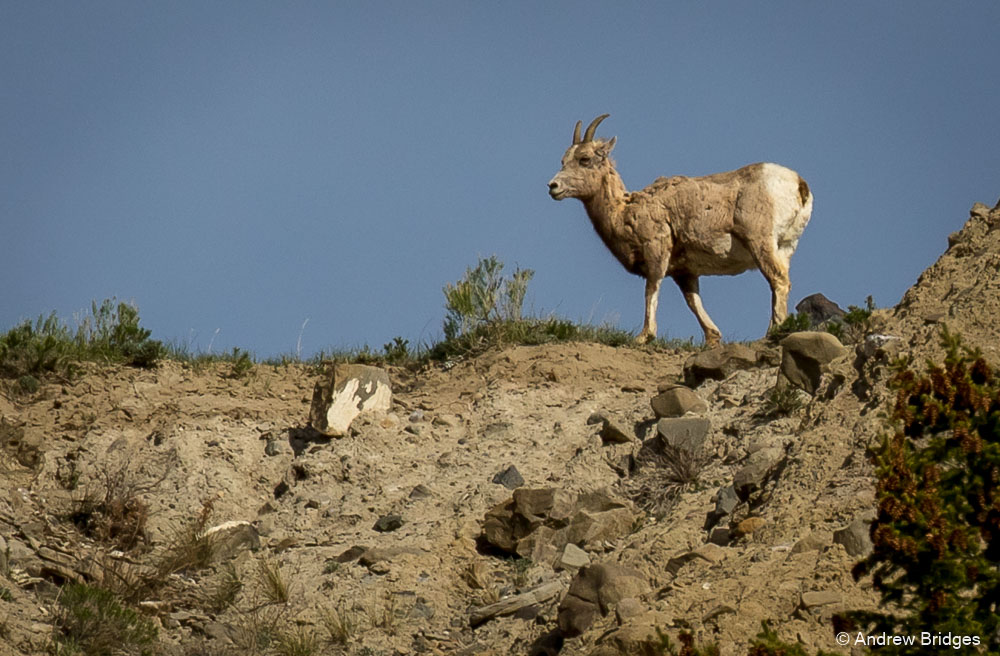 bighorn.jpg