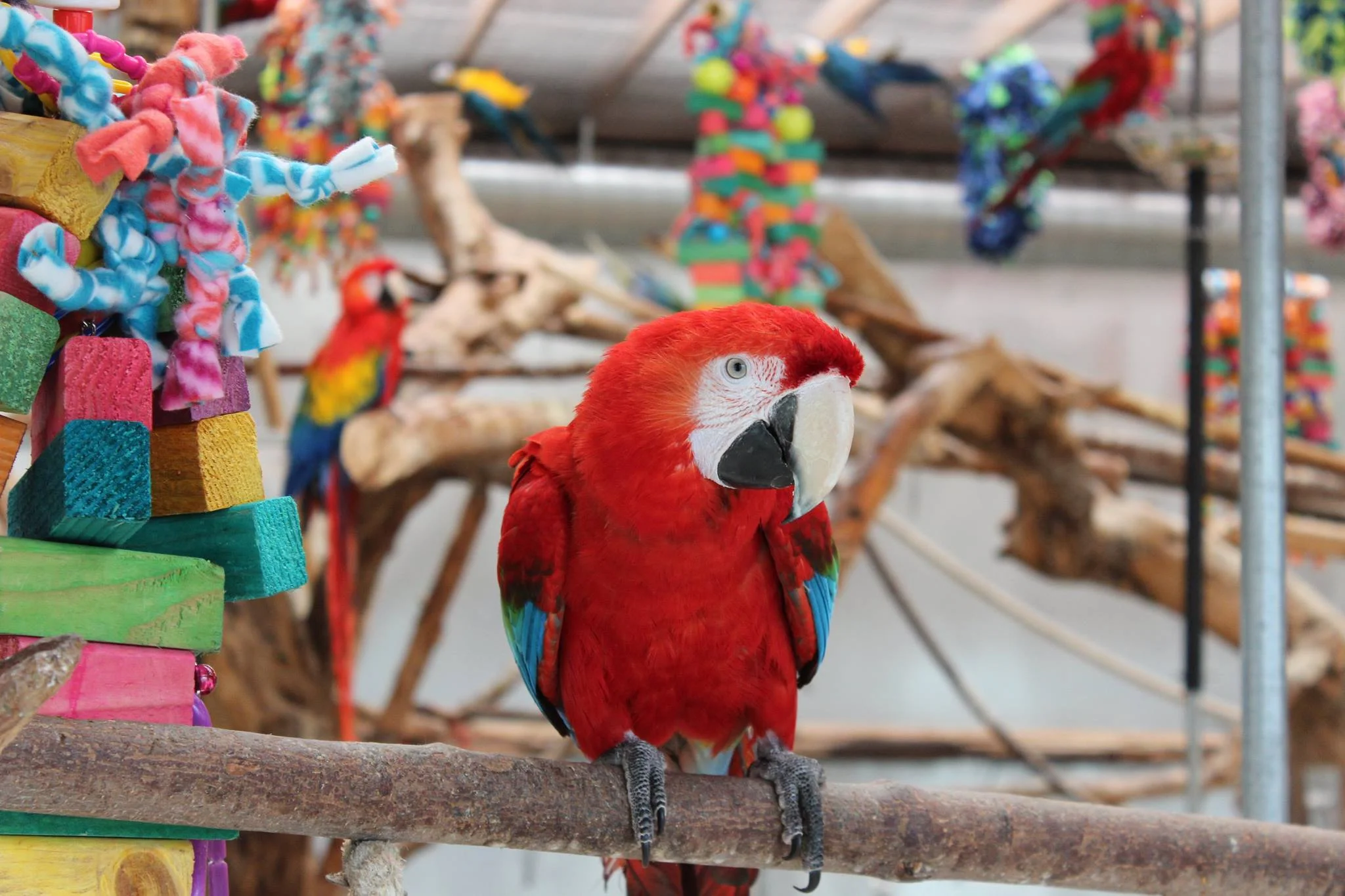 Bird 2.jpg