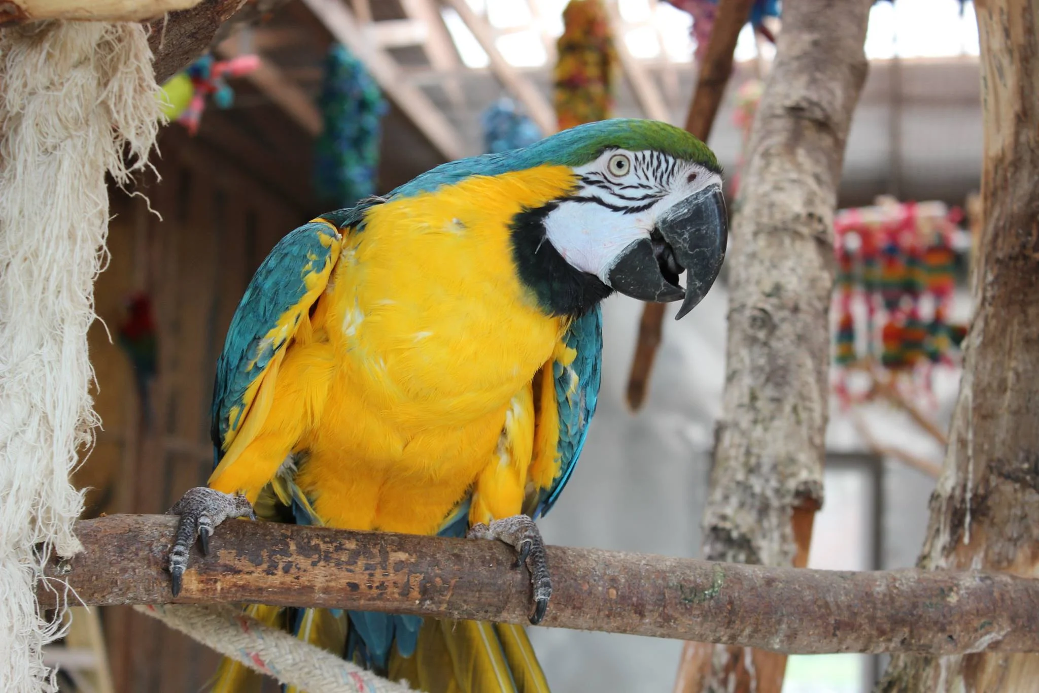 Bird 3.jpg