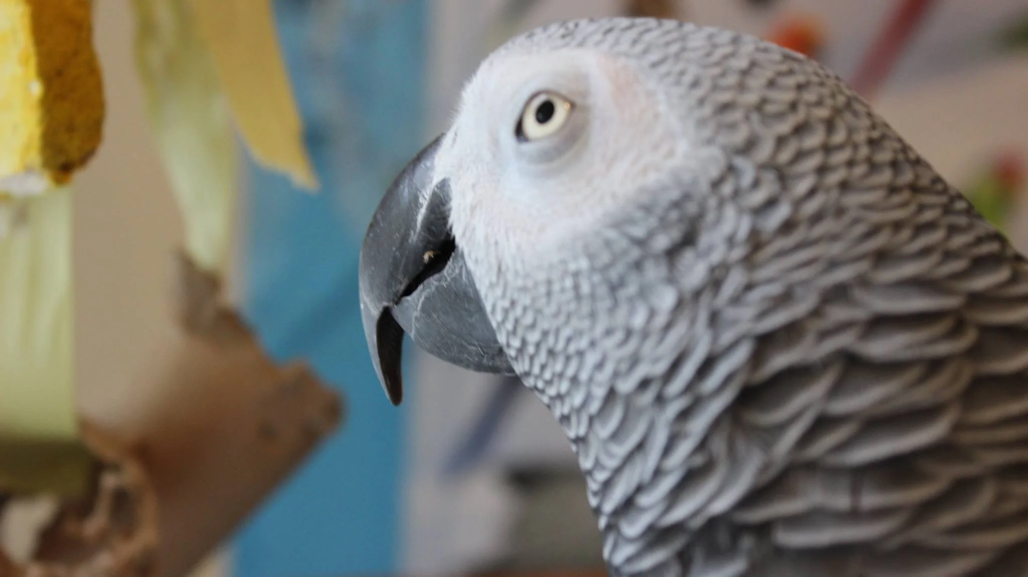 Bird 4.jpg