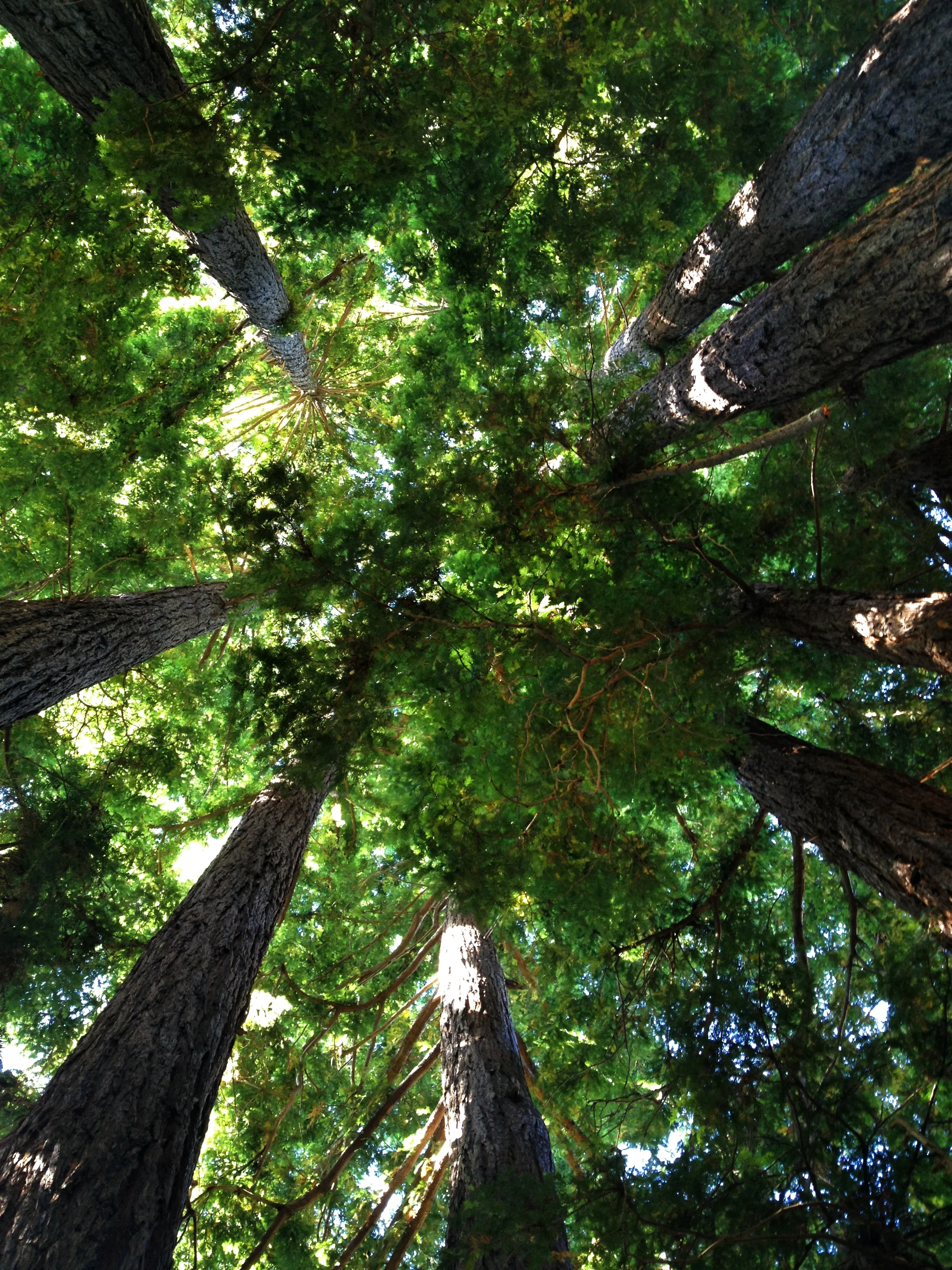 CIRCLE OF TREES.JPG