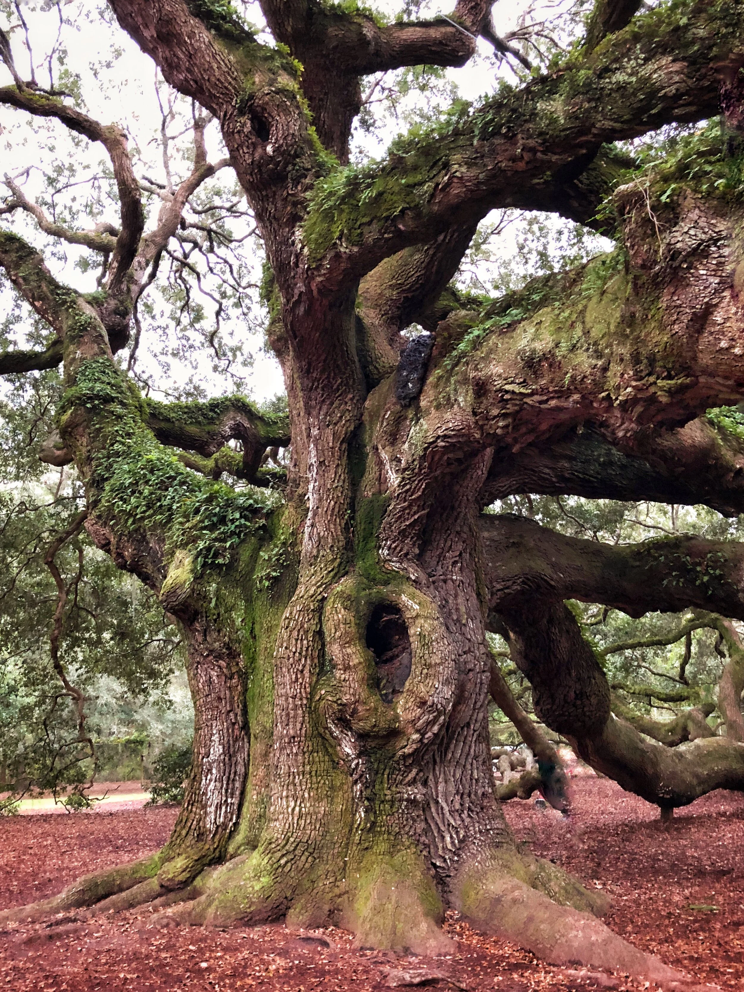 Angel Oak