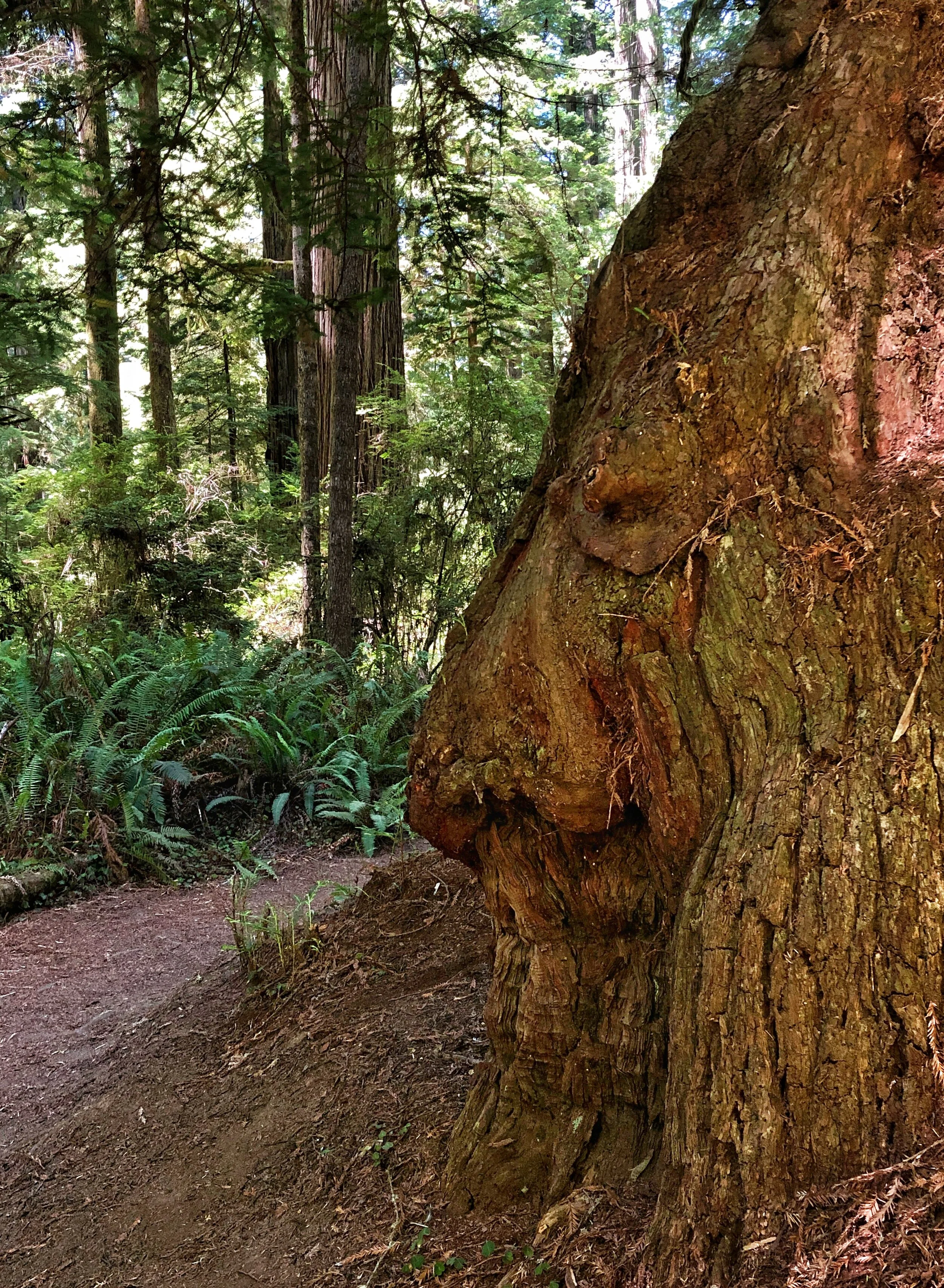 The Tree of Benevolence 