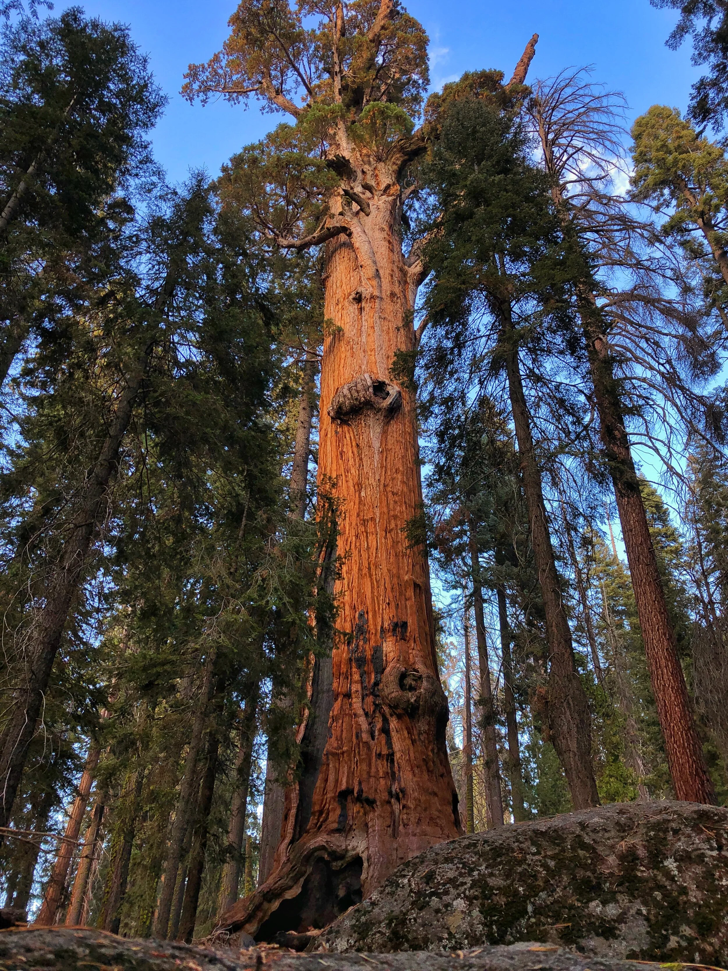 Tree of Empowerment and Integrity