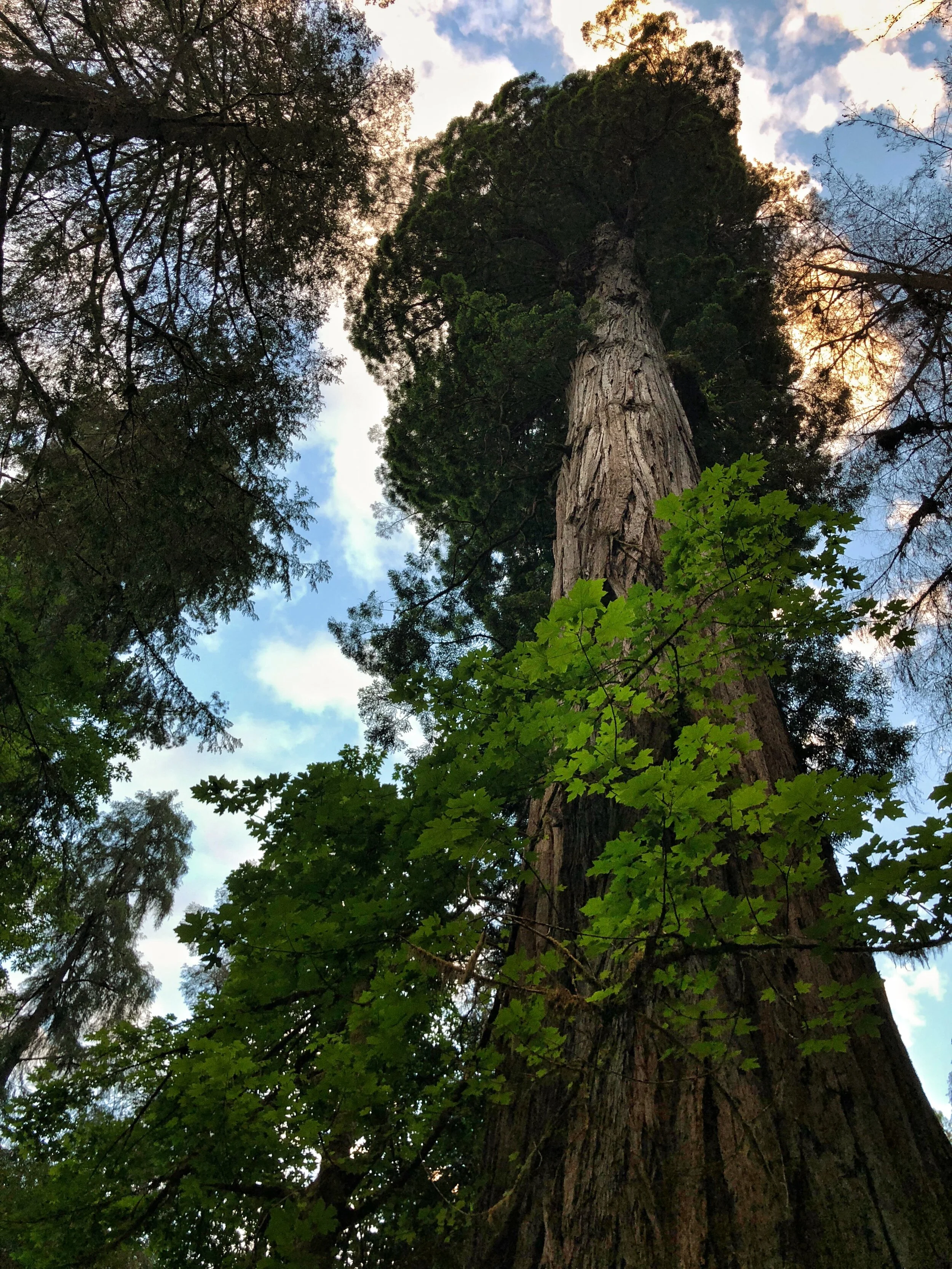 The Mother Tree