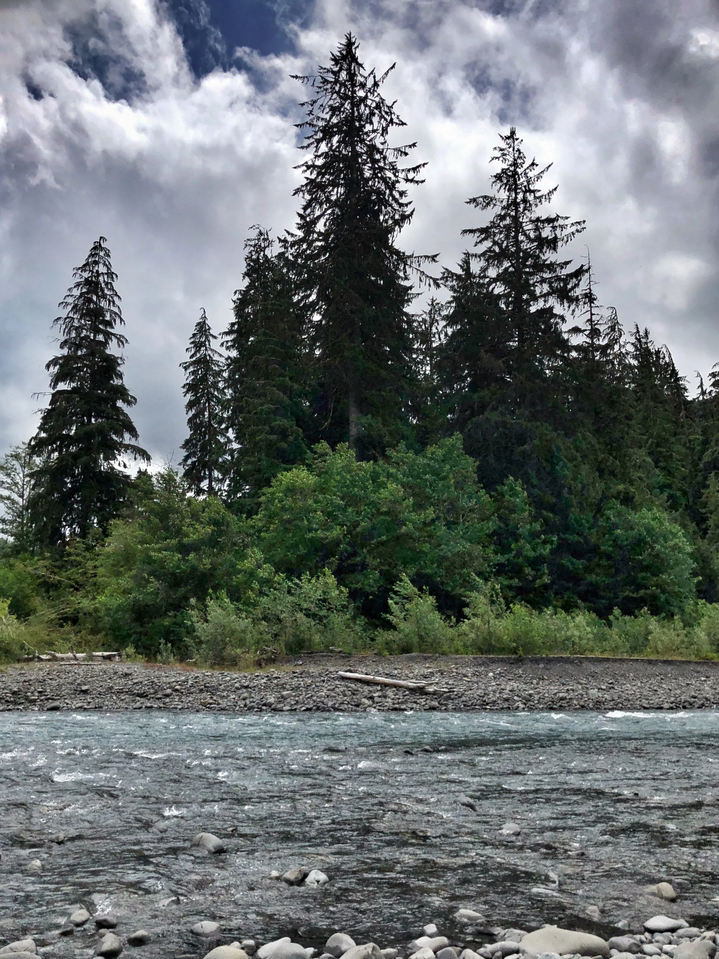 The Wizard Spruce Tree