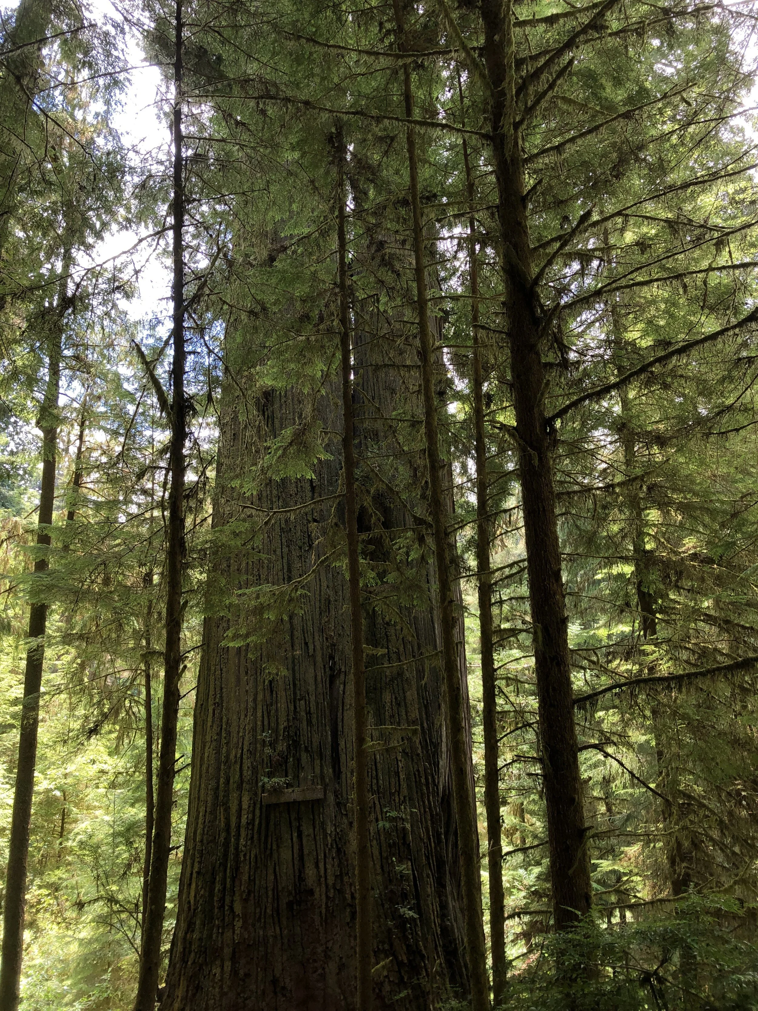 Energy Field Balancer Tree