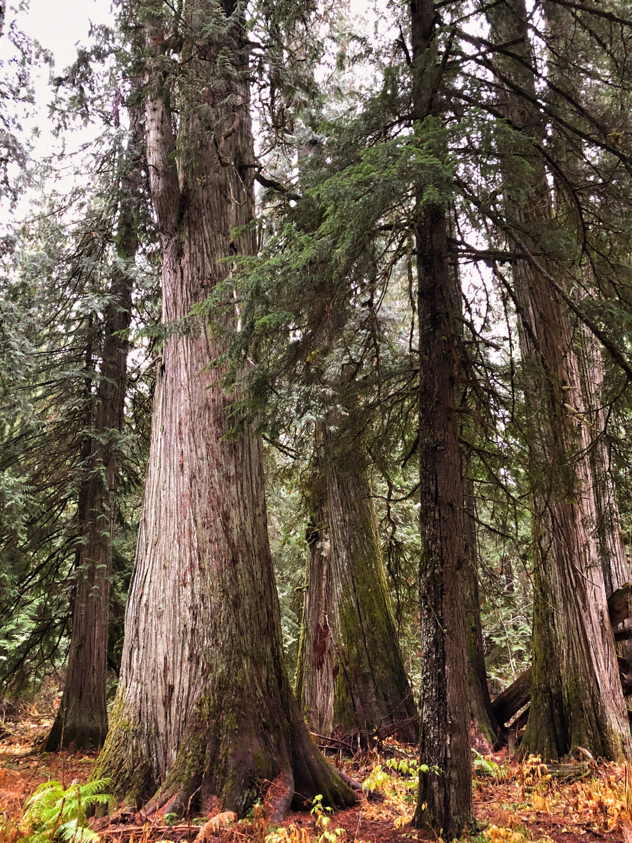 Grandmother Cedar copy.JPG