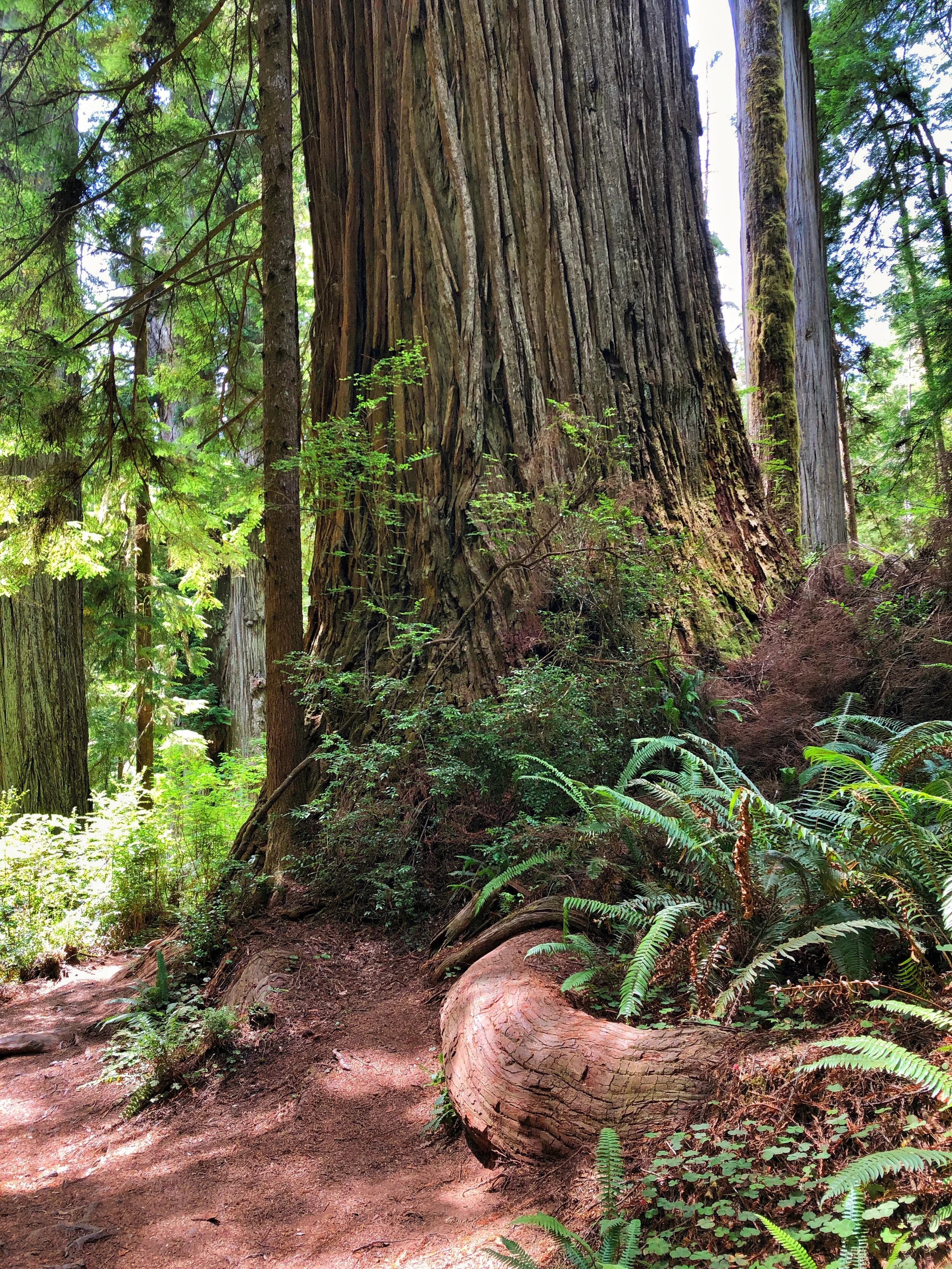 Steady Tree copy.JPG