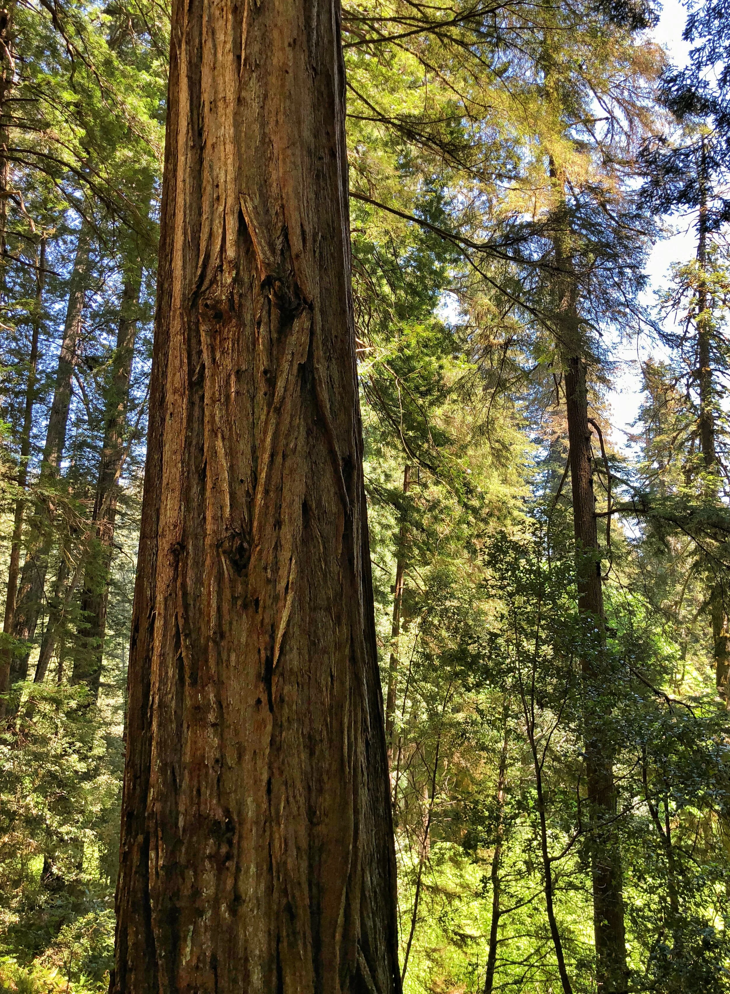 Tree of Delight copy.jpg