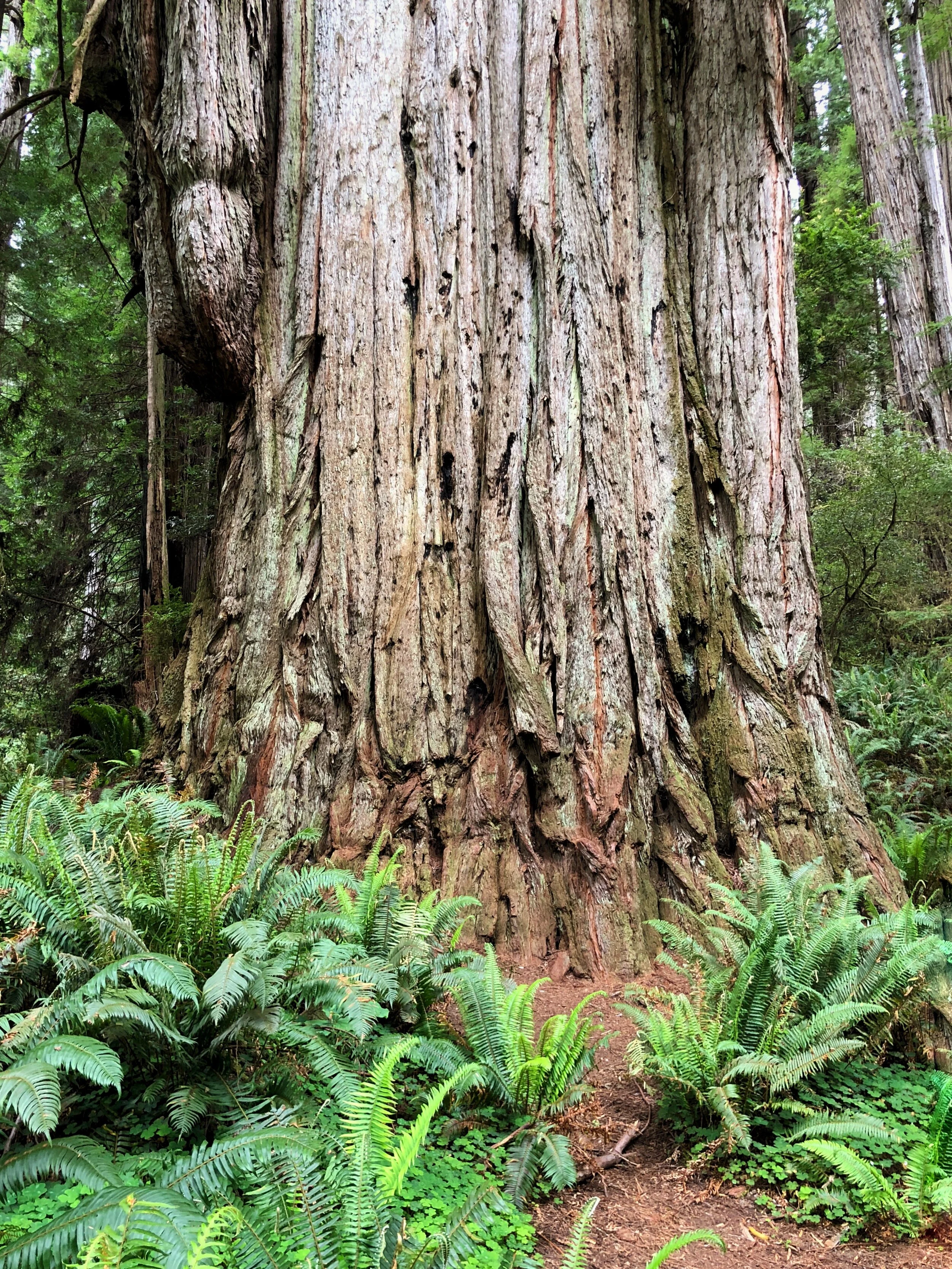 Tree of Depth copy.JPG