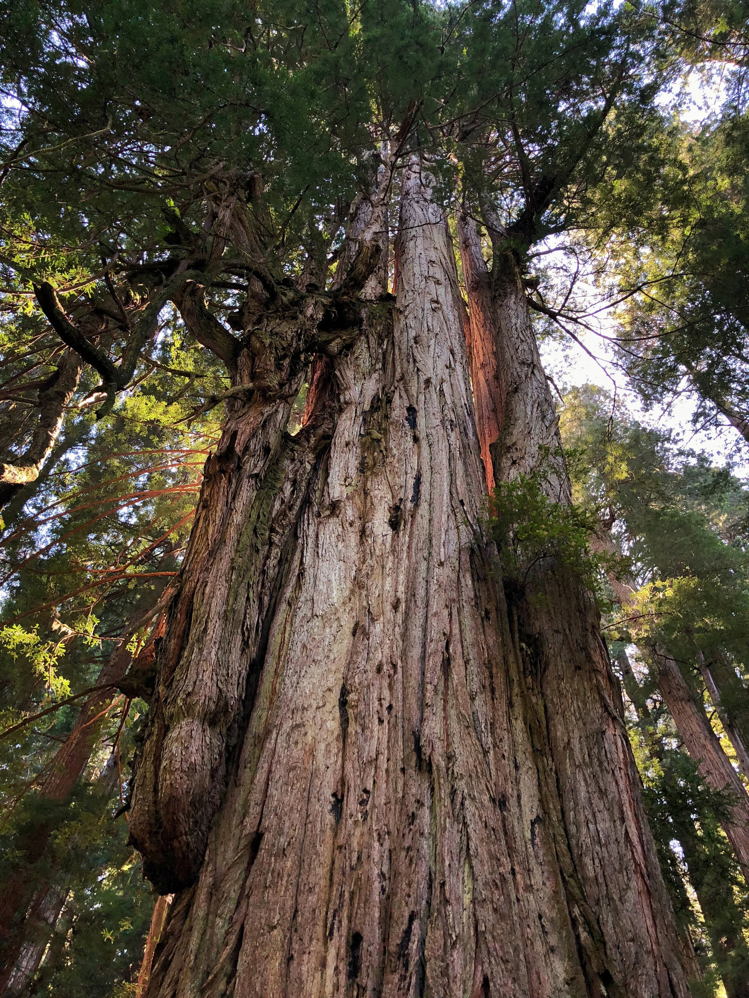 Tree of Depth Inner Illumination copy.JPG