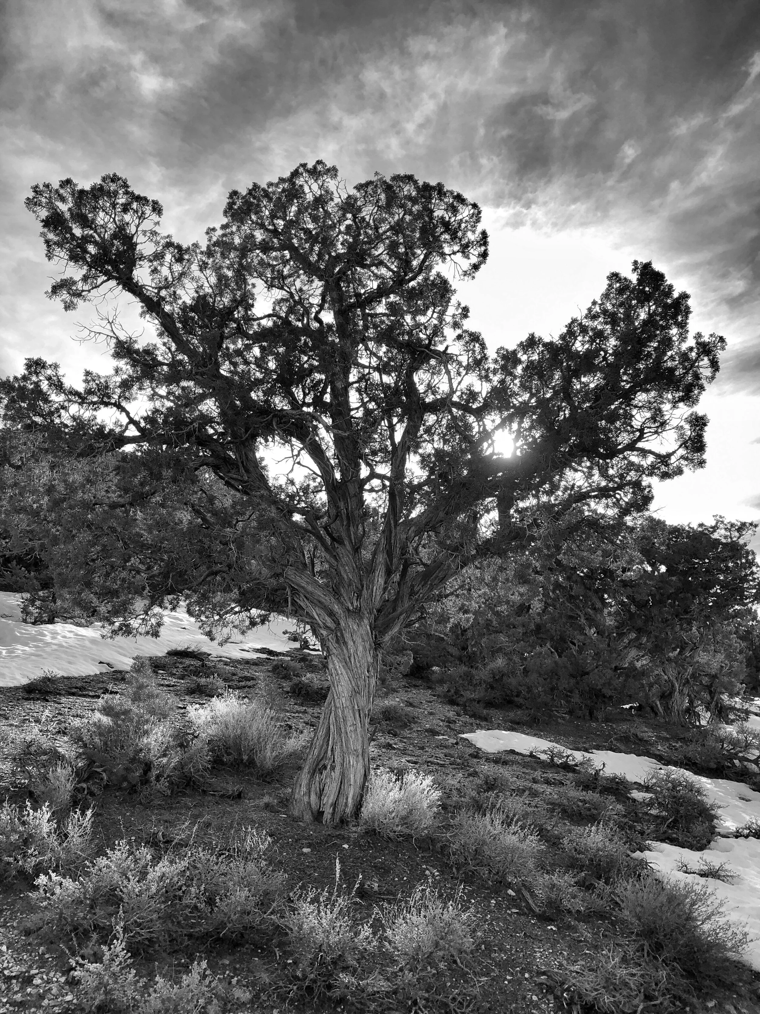 Tree of WonderJuniper copy.JPG