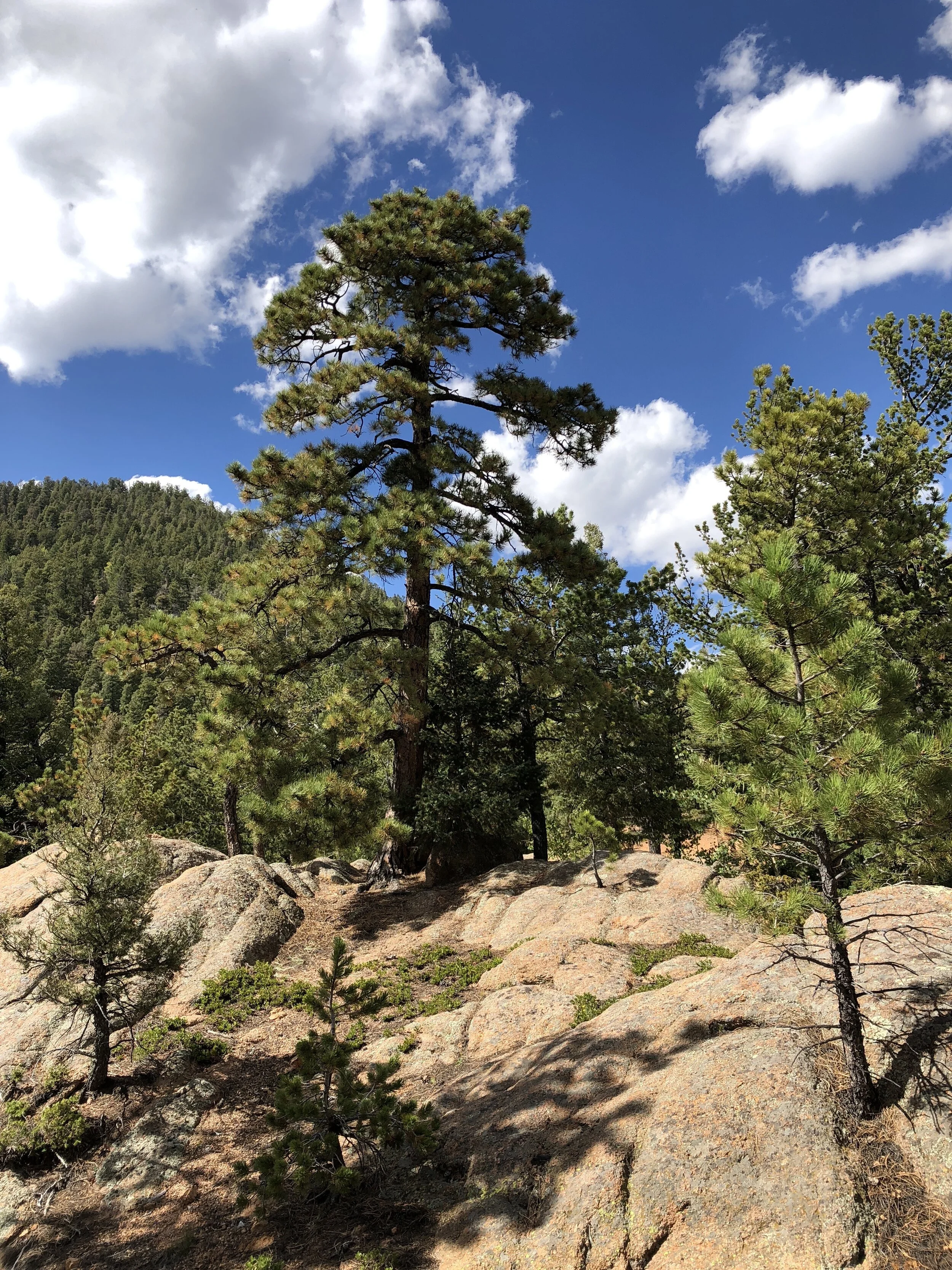 WindMagicofPonderosa copy.JPG