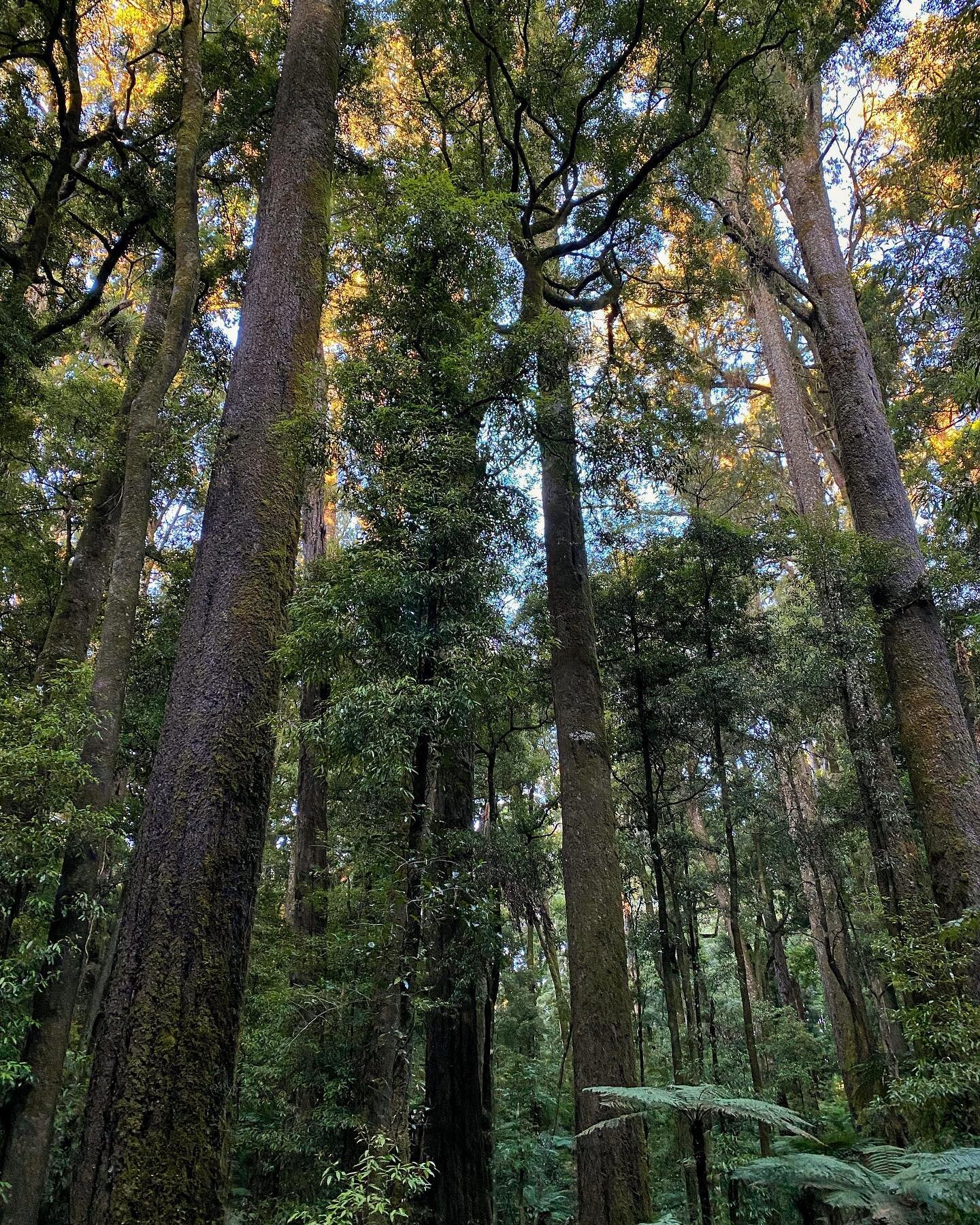 The abundantly diverse and thriving Whirinaki forest is a beautiful example of nature at its best. 
I dream of a day when more of the planet looks like this again...
Not only do these places nourish our bodies and souls, they help balance the climate