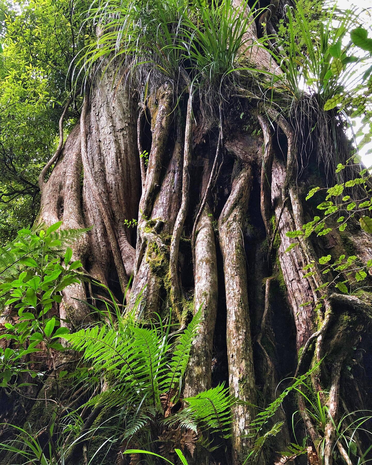 This first image is a Rata vine tree, thousands of years old! Blew me away... The rainforests here are so incredibly diverse. I was wide eyed my first few visits with how many different types of beings living together,  thrive here. 
And it&rsquo;s a