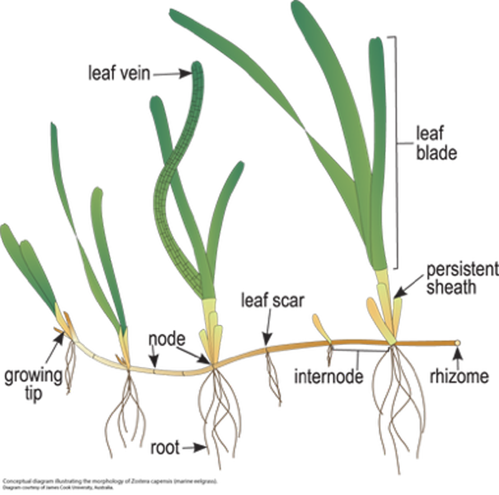 Figure 1. Detailed illustration of Posidonia Australis Source: James Cook University