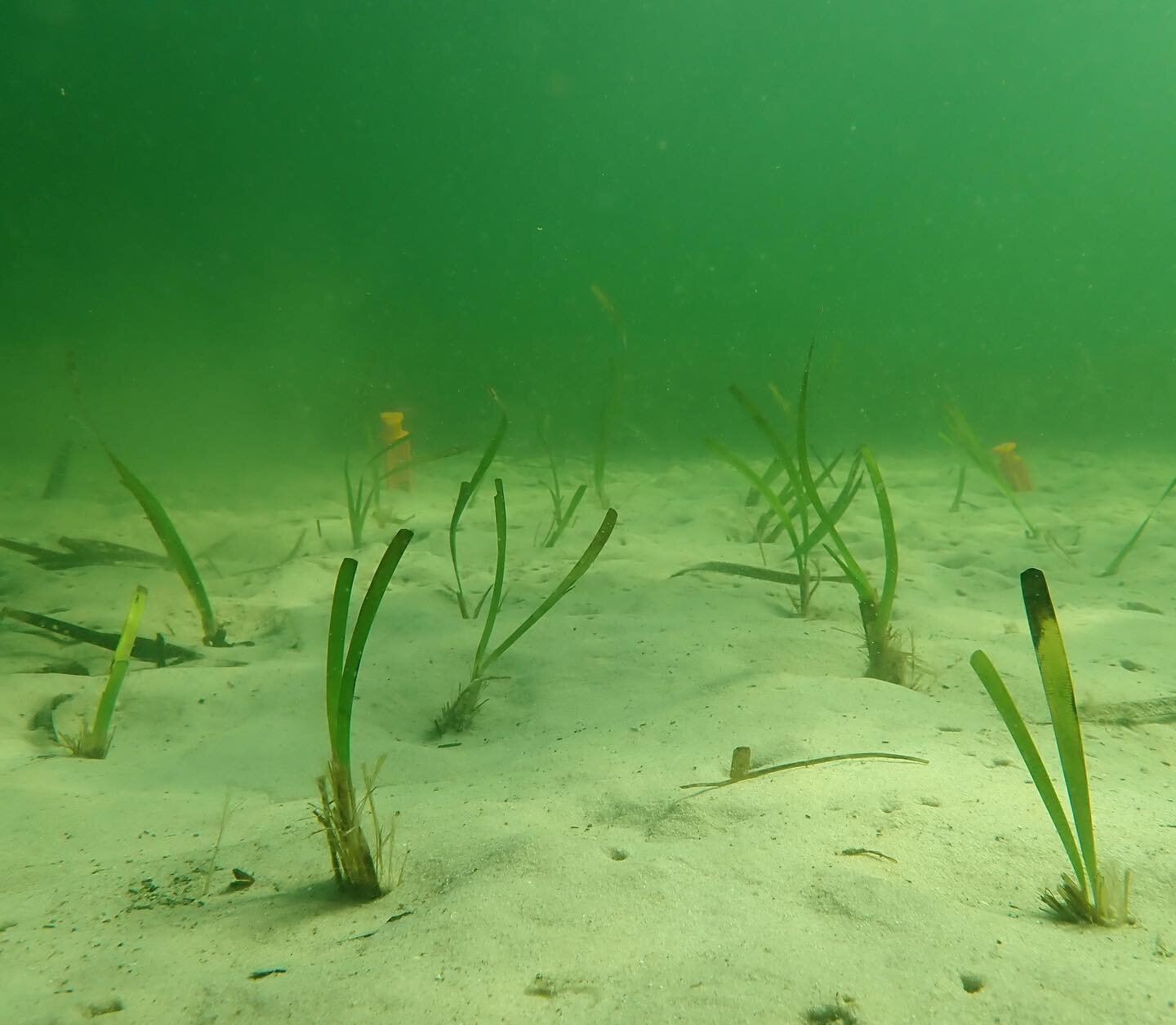 Planting is underway in Lake Macquarie thanks to our awesome citizen scientists 💪🏻 so far we have planted 300 storm-detached fragments of Posidonia across 2 mooring scars 
@ozfishunlimited @ourlakemac @unswscience @syd_marine_science
