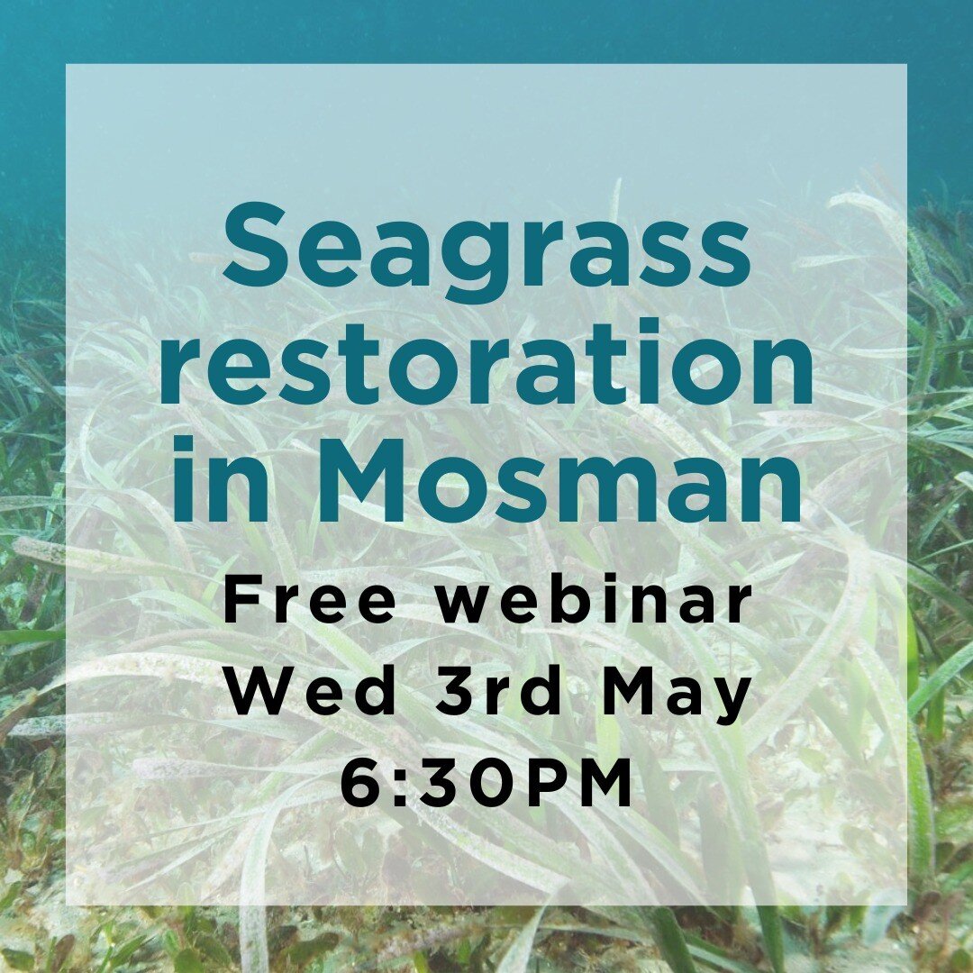 Join our free webinar about the first Posidonia seagrass restoration project in Sydney Harbour, happening in collaboration with @mosmancouncil 

Registrations essential via the link in our bio! 

The webinar will be hosted on Zoom and the link will b