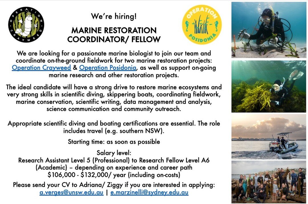 We are hiring for an exciting role based in Sydney. We're looking for a driven marine scientist with boating and SCUBA diving skills to lead many aspects of our restoration work and research. The role also encompasses kelp forest restoration with @th
