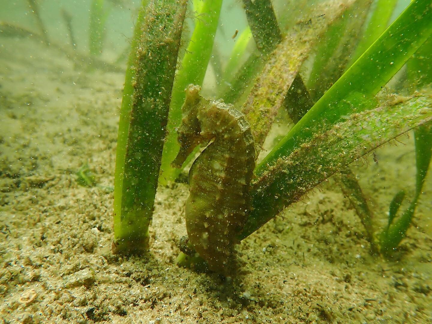 Read about how we plan to restore Sydney&rsquo;s precious Posidonia meadows in a new article in @sydneymorningherald link in bio!