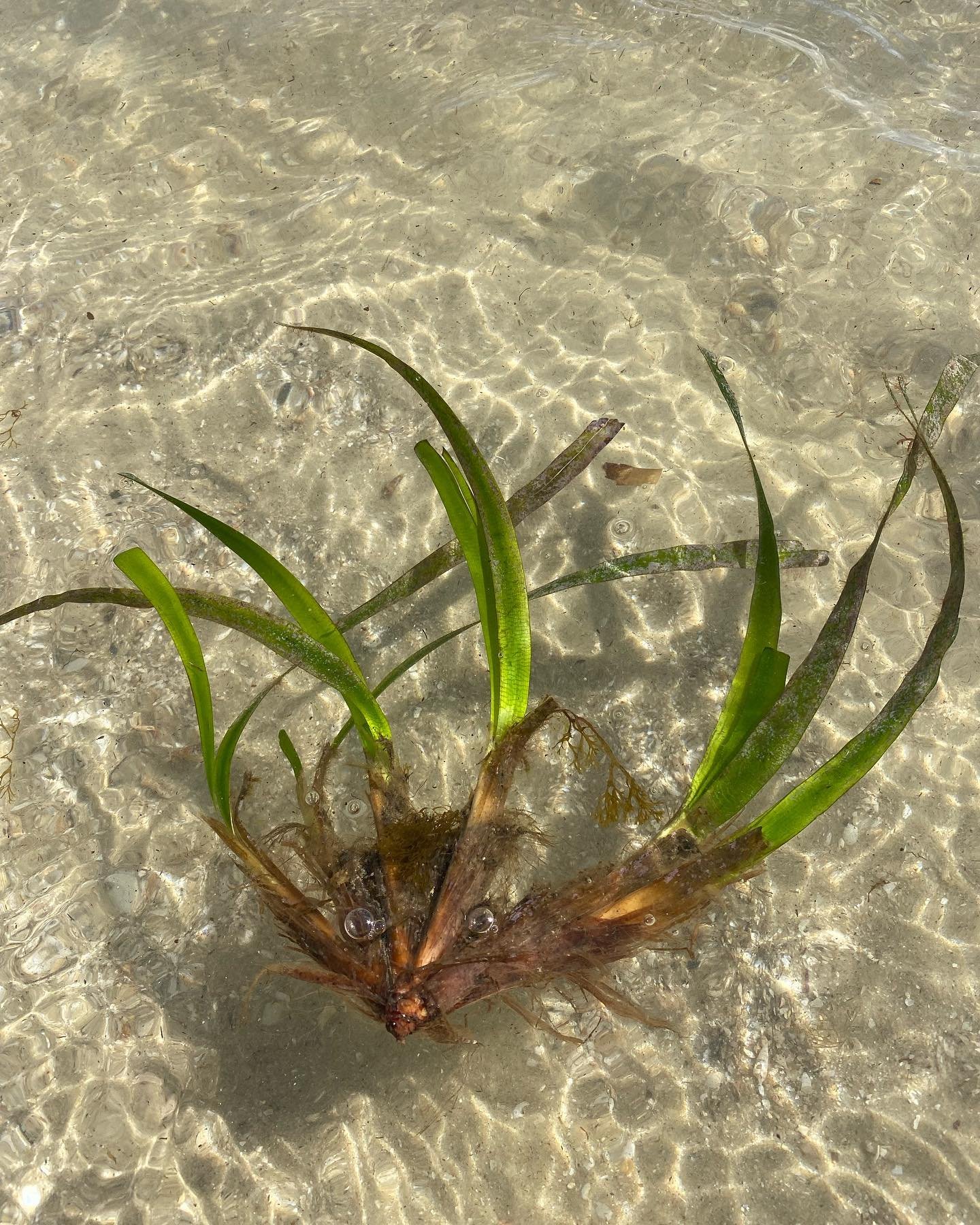 It&rsquo;s hard to miss a Posidonia fragment on the beach when it looks like a cute little animal, does everyone else see that? 

Although these plants arn&rsquo;t terrestrial animals they have evolved from terrestrial plants and still share many sim