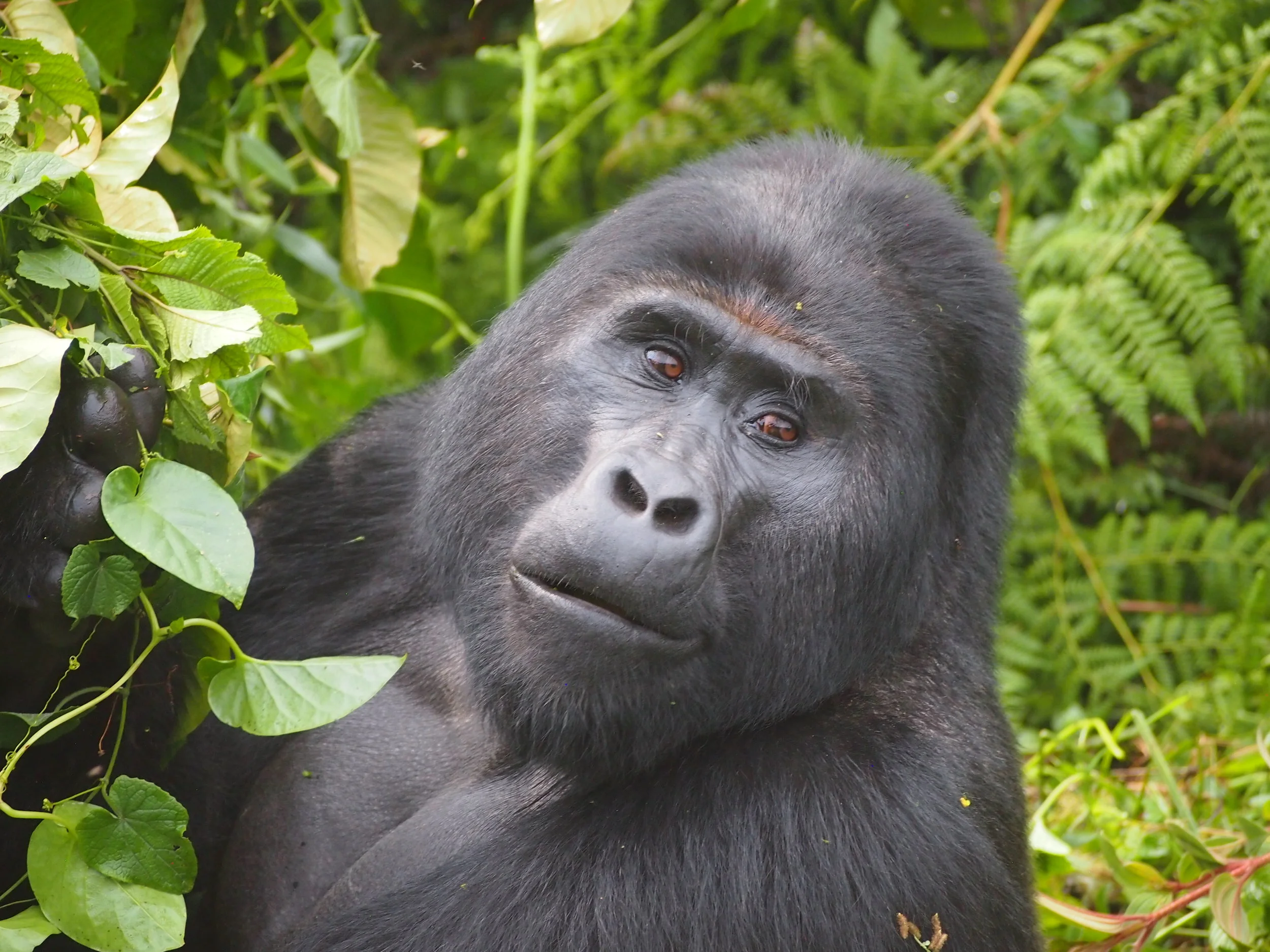 Gorillas in the mist
