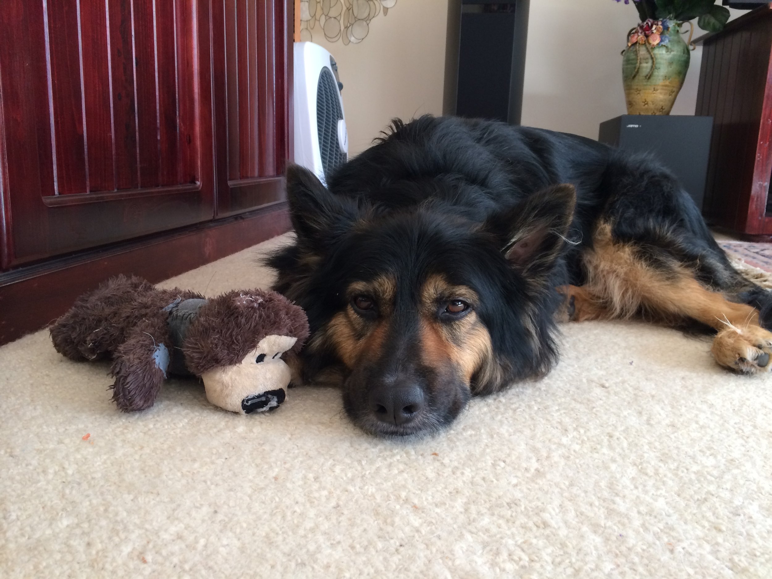 Baloo, the wonder dog