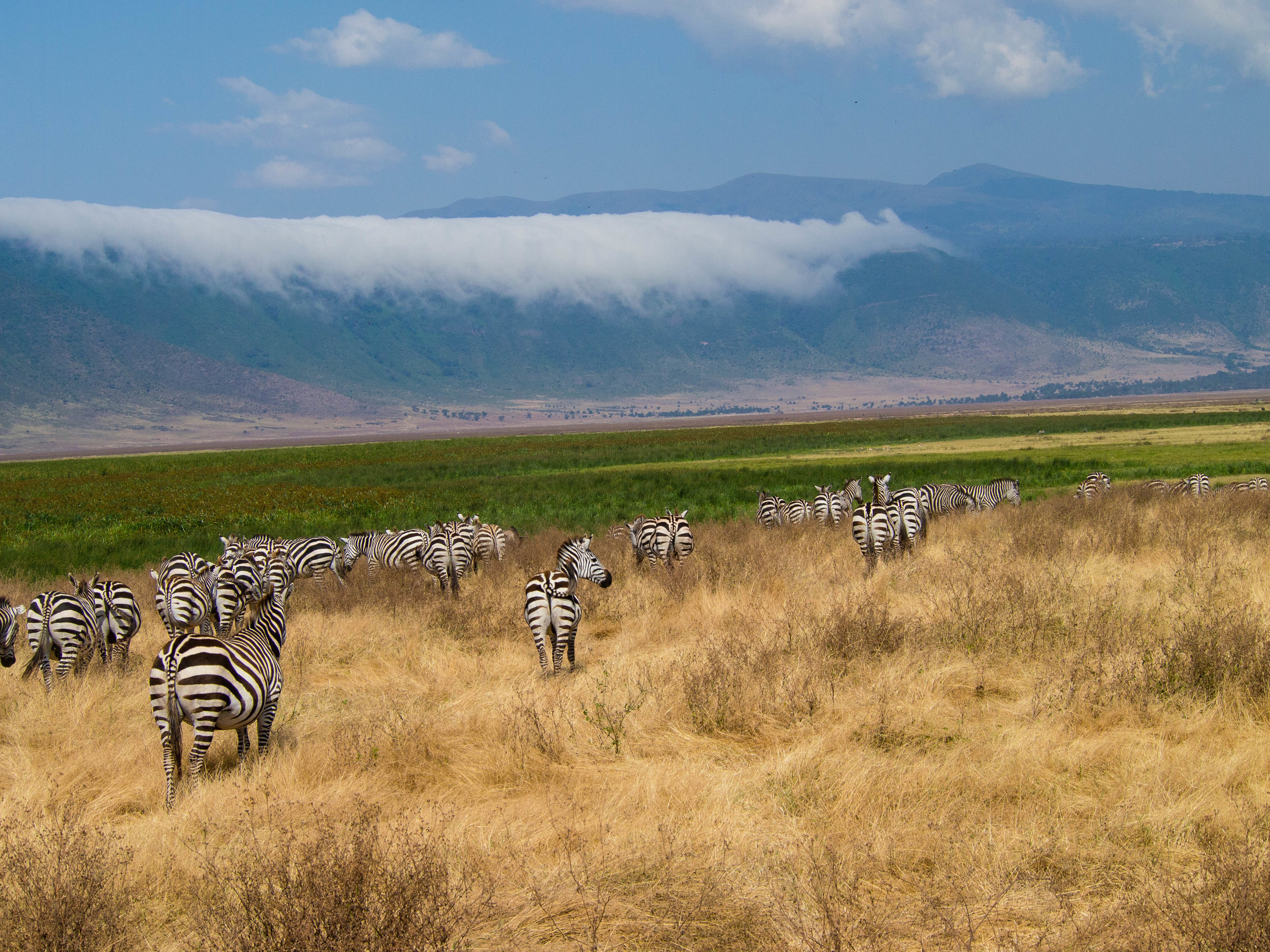 Ngorogoro Crater