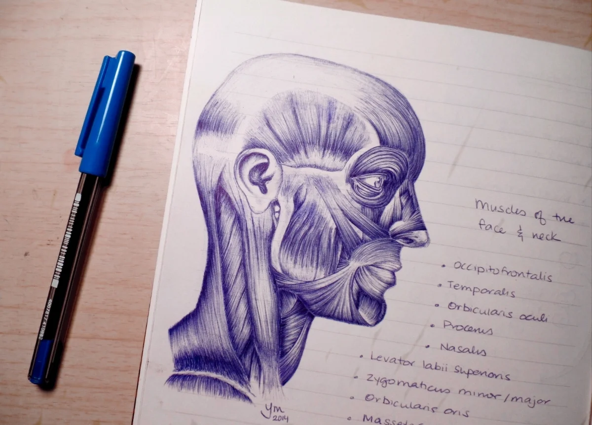 Muscles of the Face and Neck