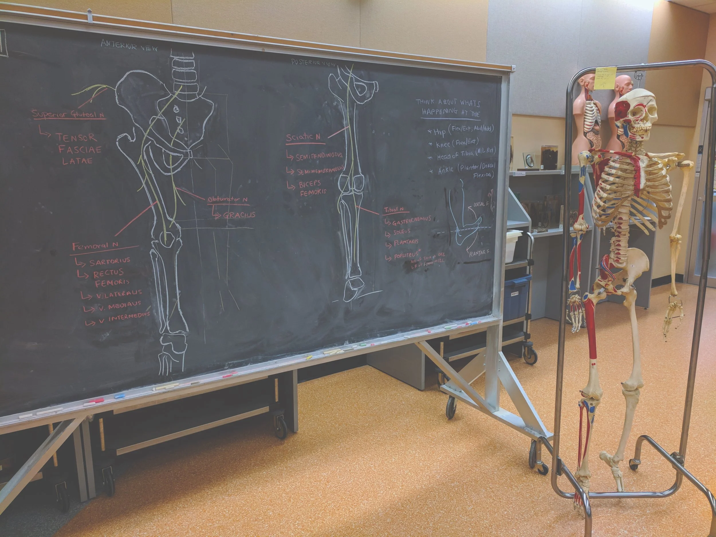 Knee Myology and Osteology