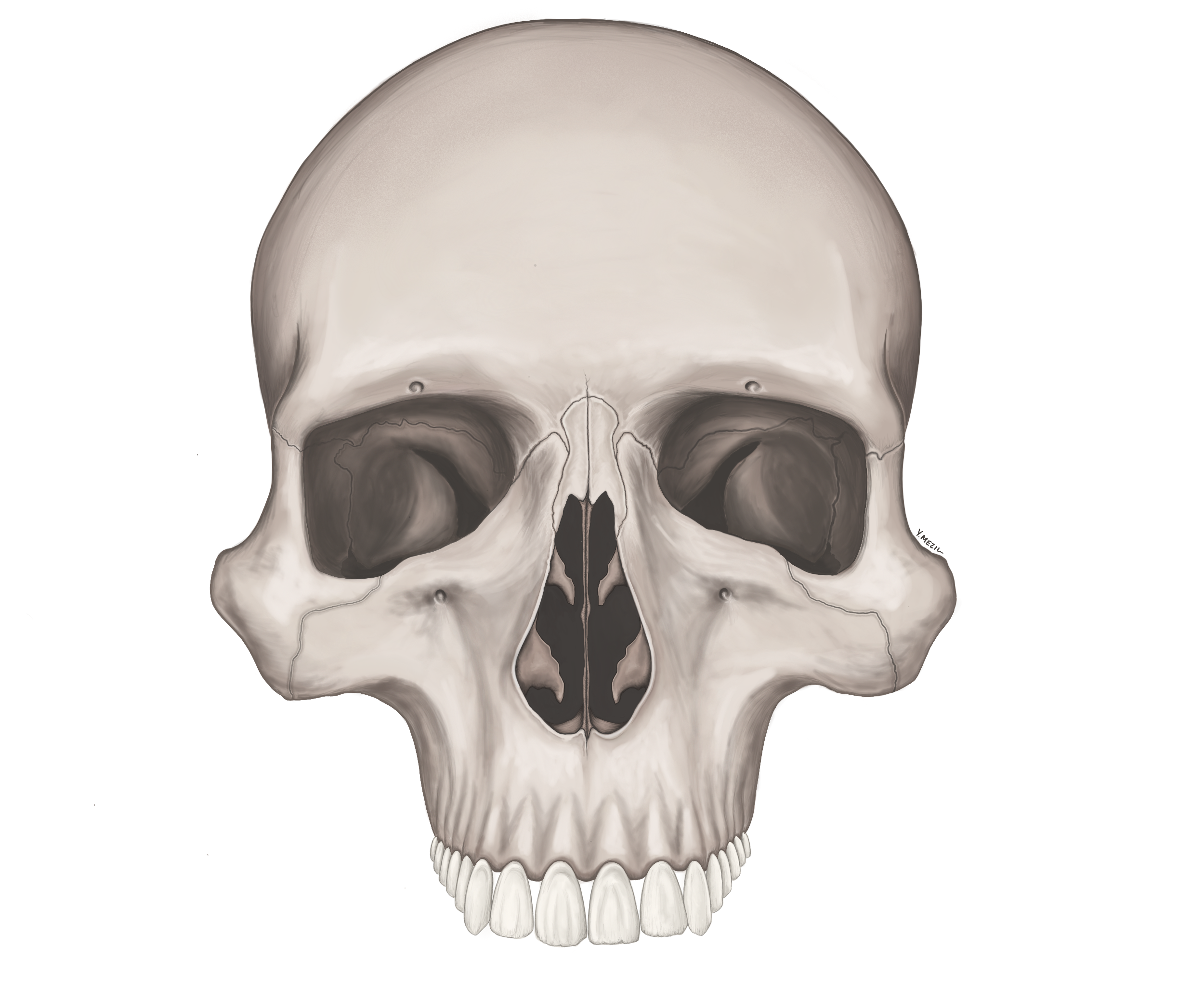 Digital Skull